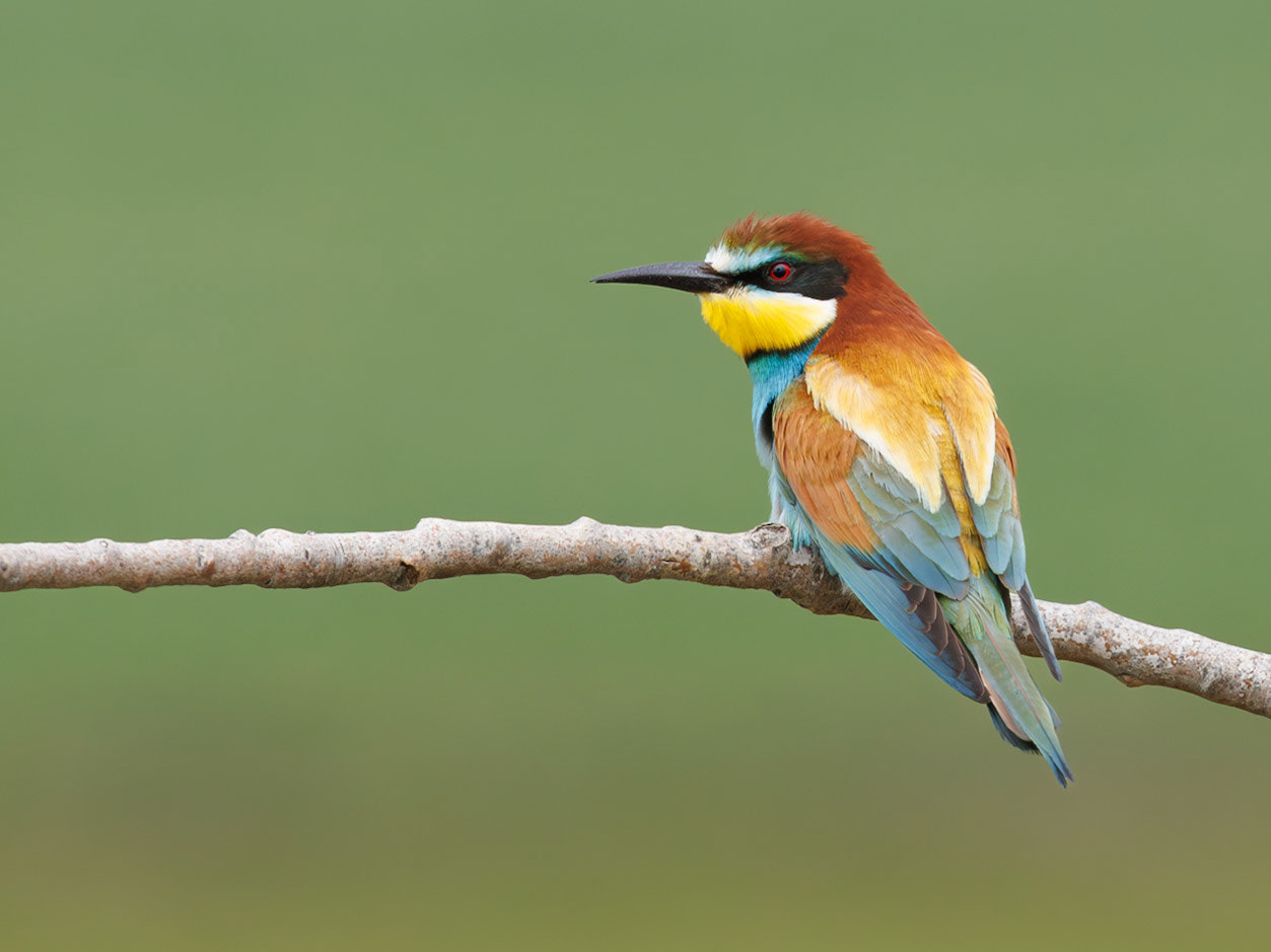 European Bee-eater