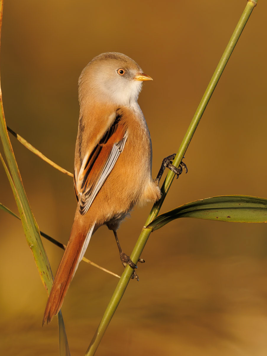 Bearded Reedling