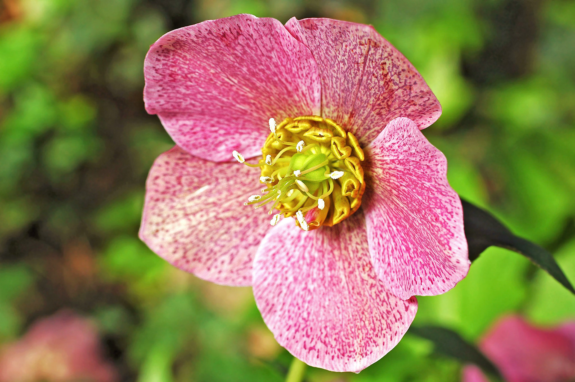 This gorgeous flower's intricate design looks like a satellite.