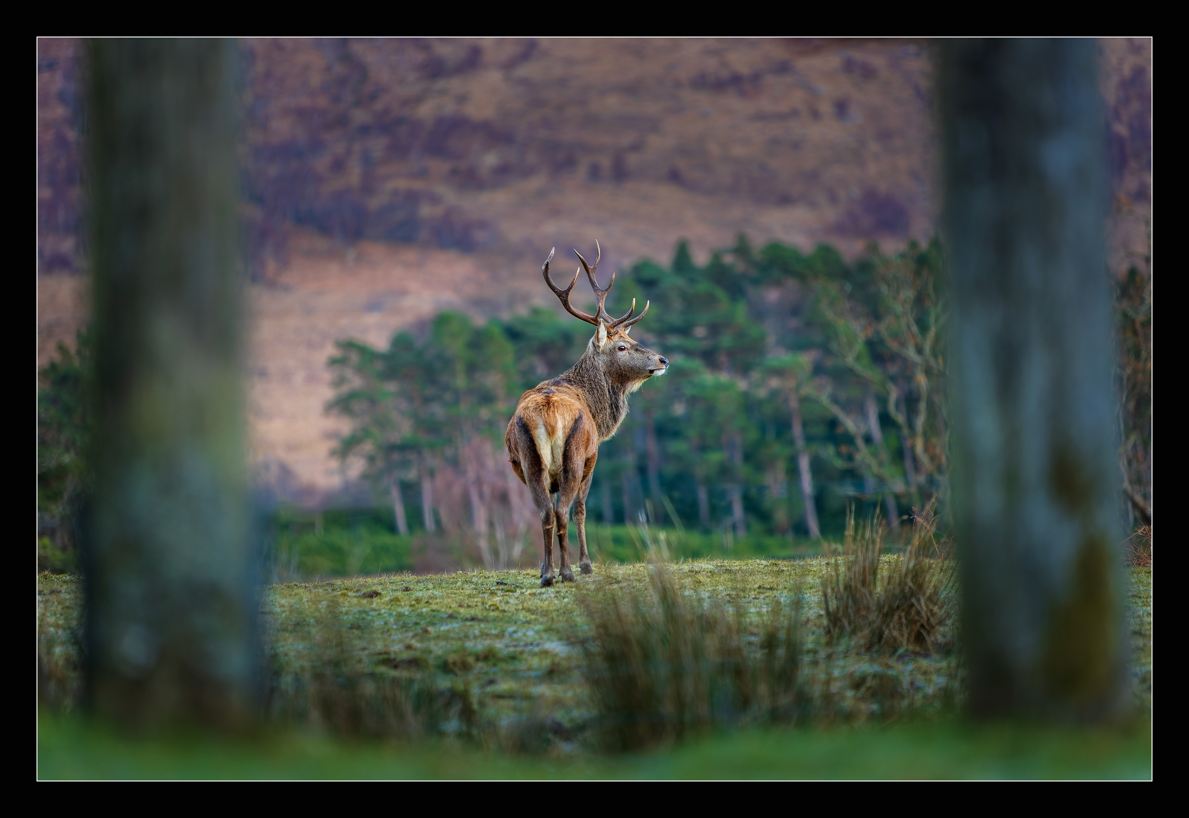 Stag at Glen Etive, Glencoe