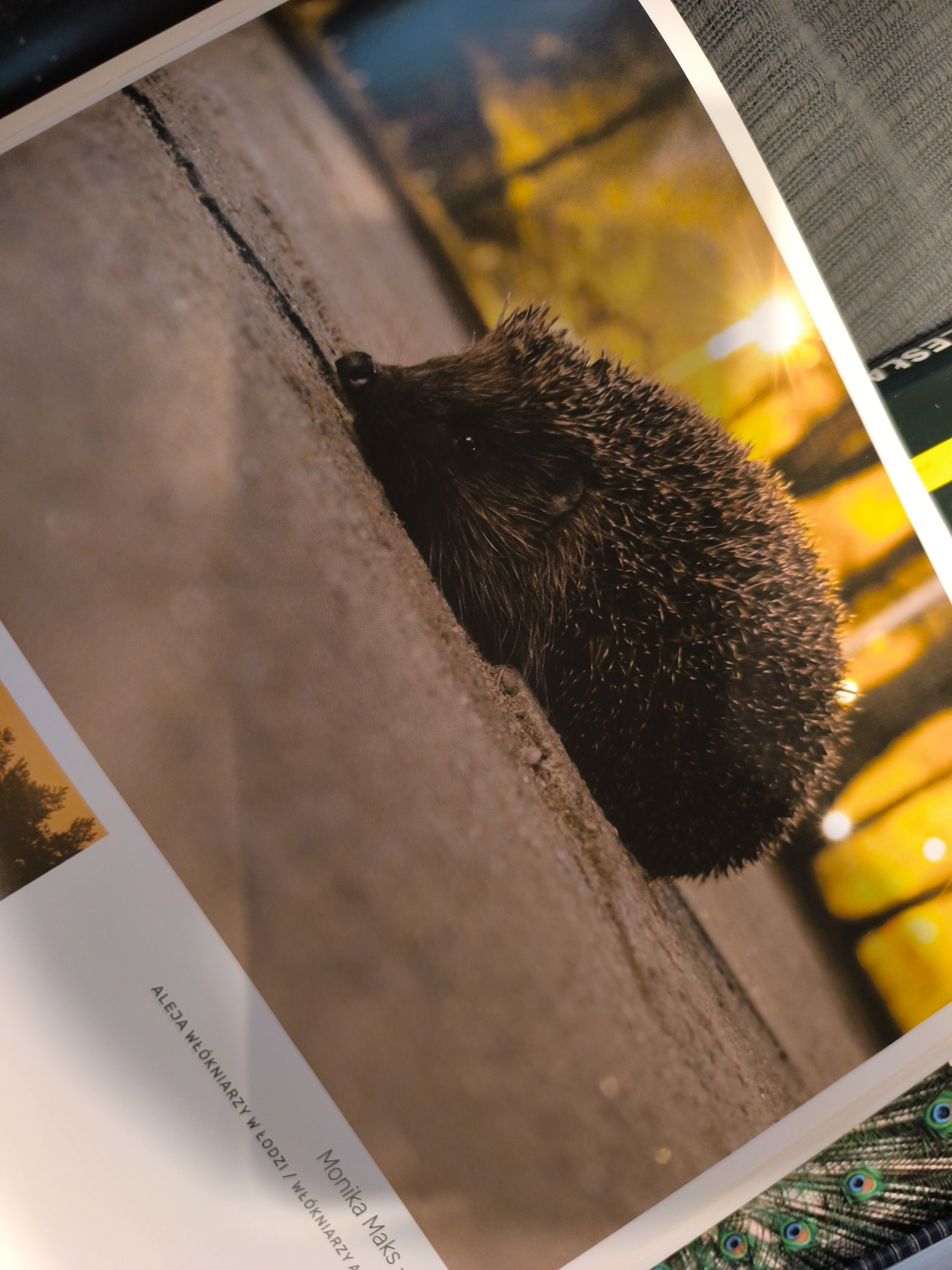 Druk w albumie m. Łodzi 