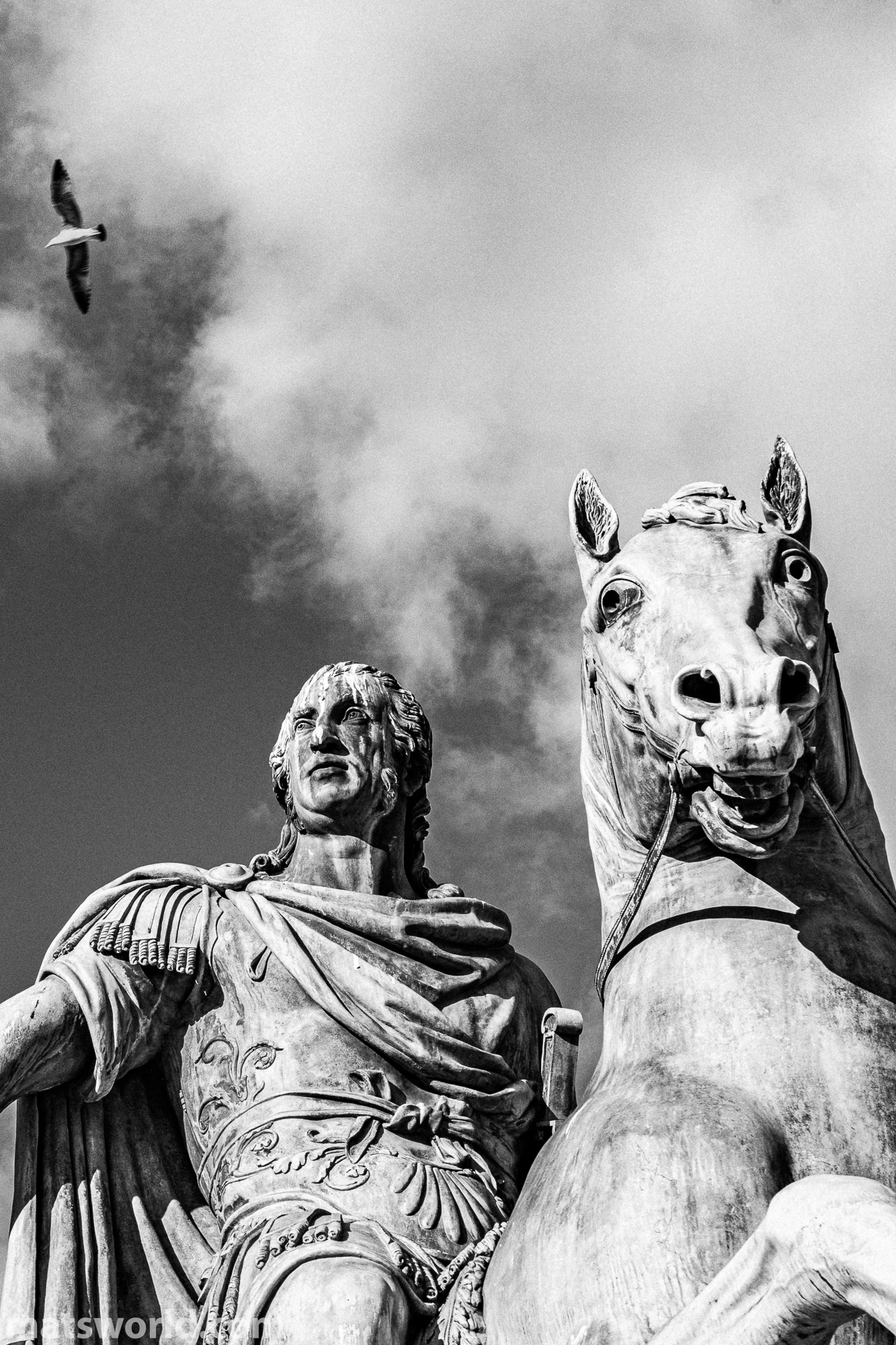 una passegiata per Napoli - gli uccelli