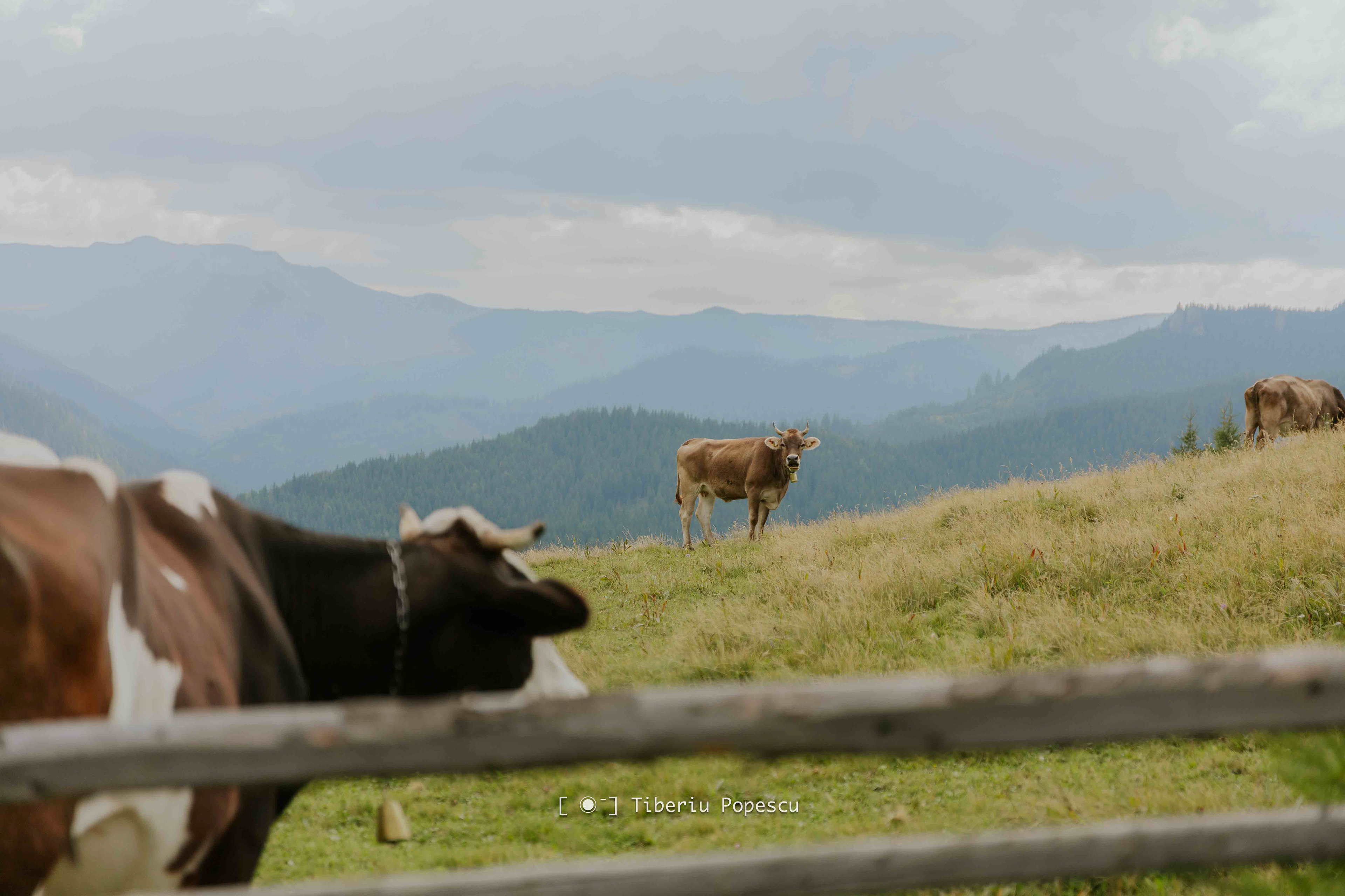 Haita Challenge 2025