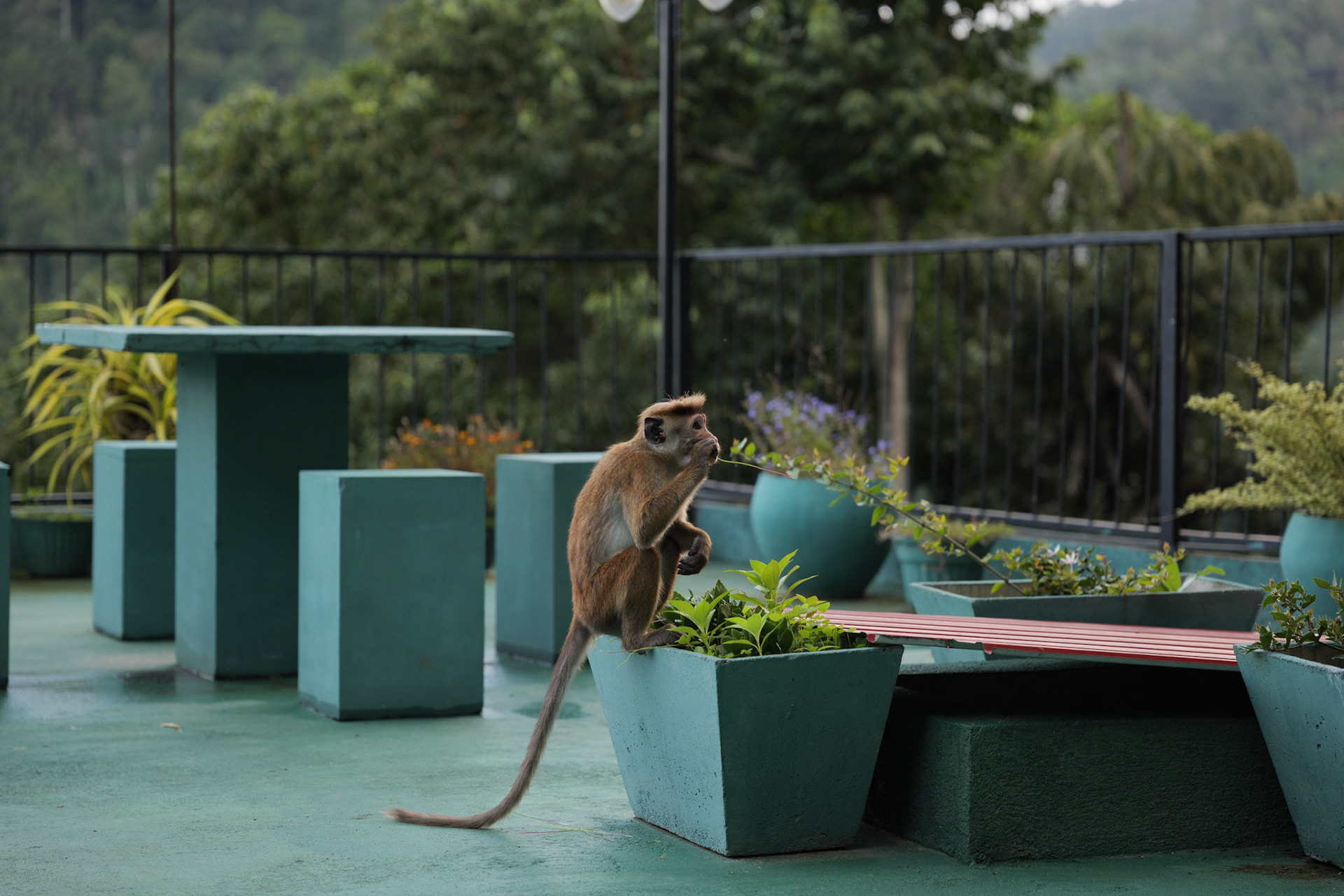 Toque Macaque, Ella