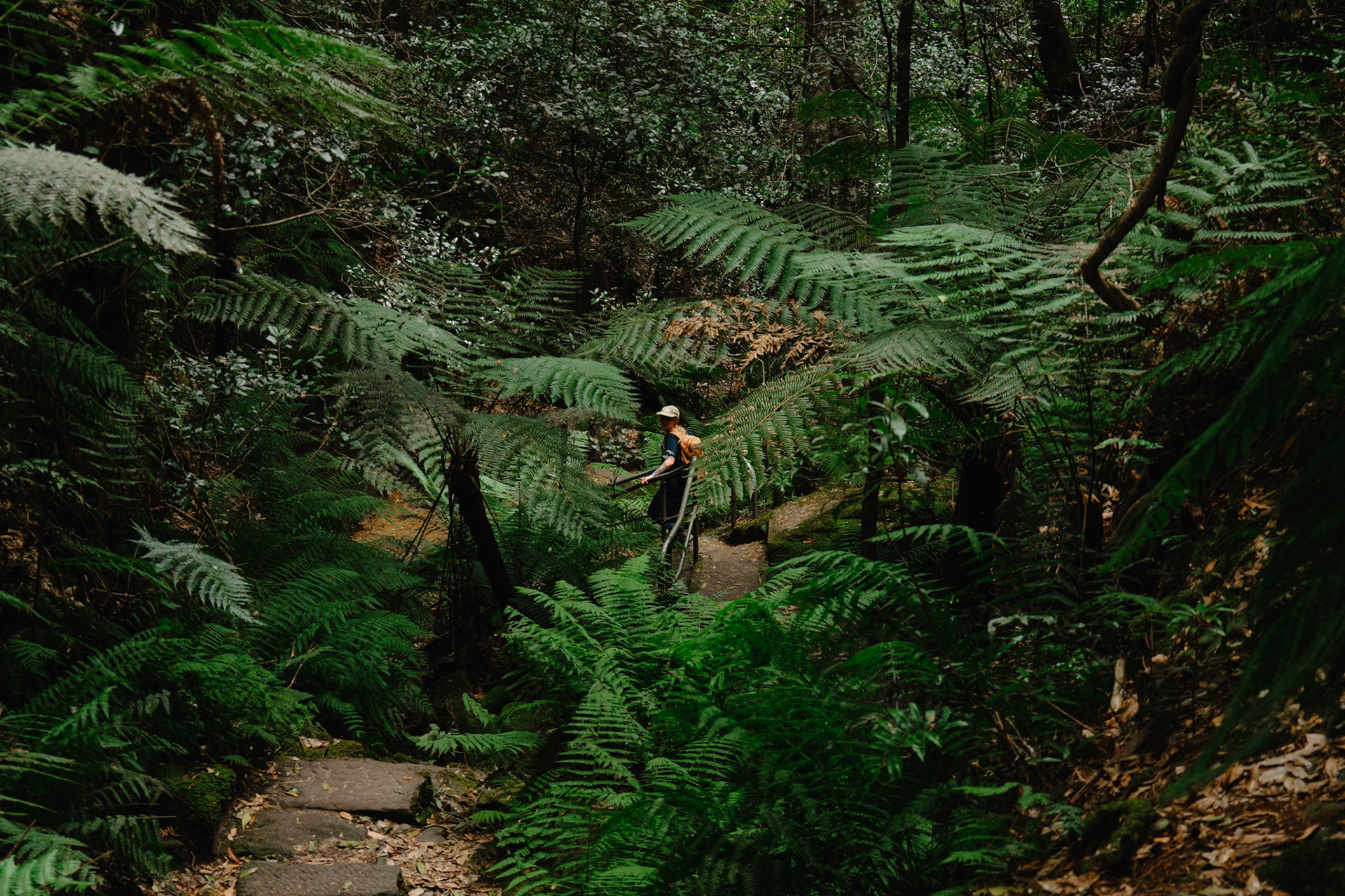Grand Canyon track, Blue Mountains, NSW 02