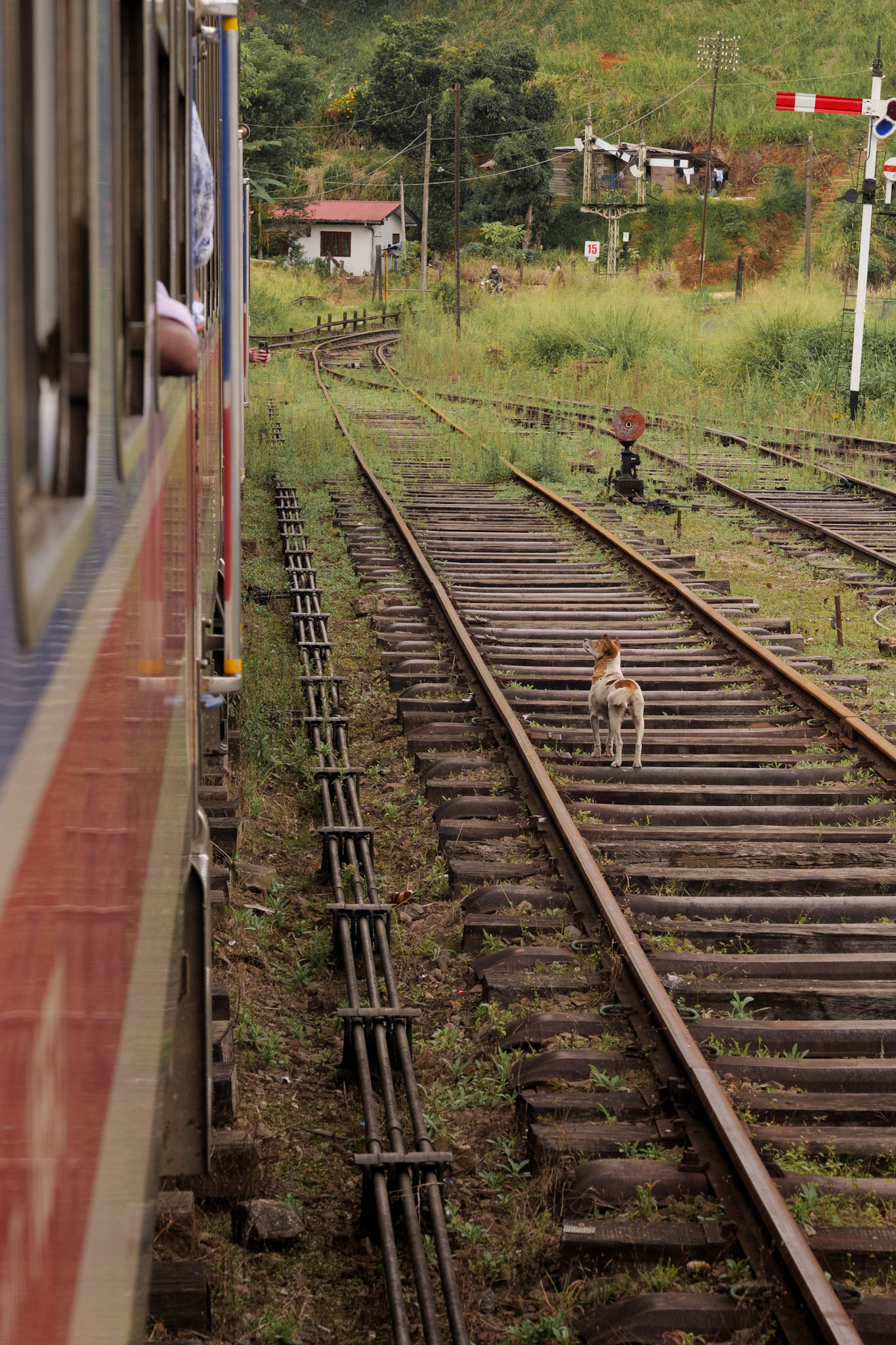 Train to Ella 01