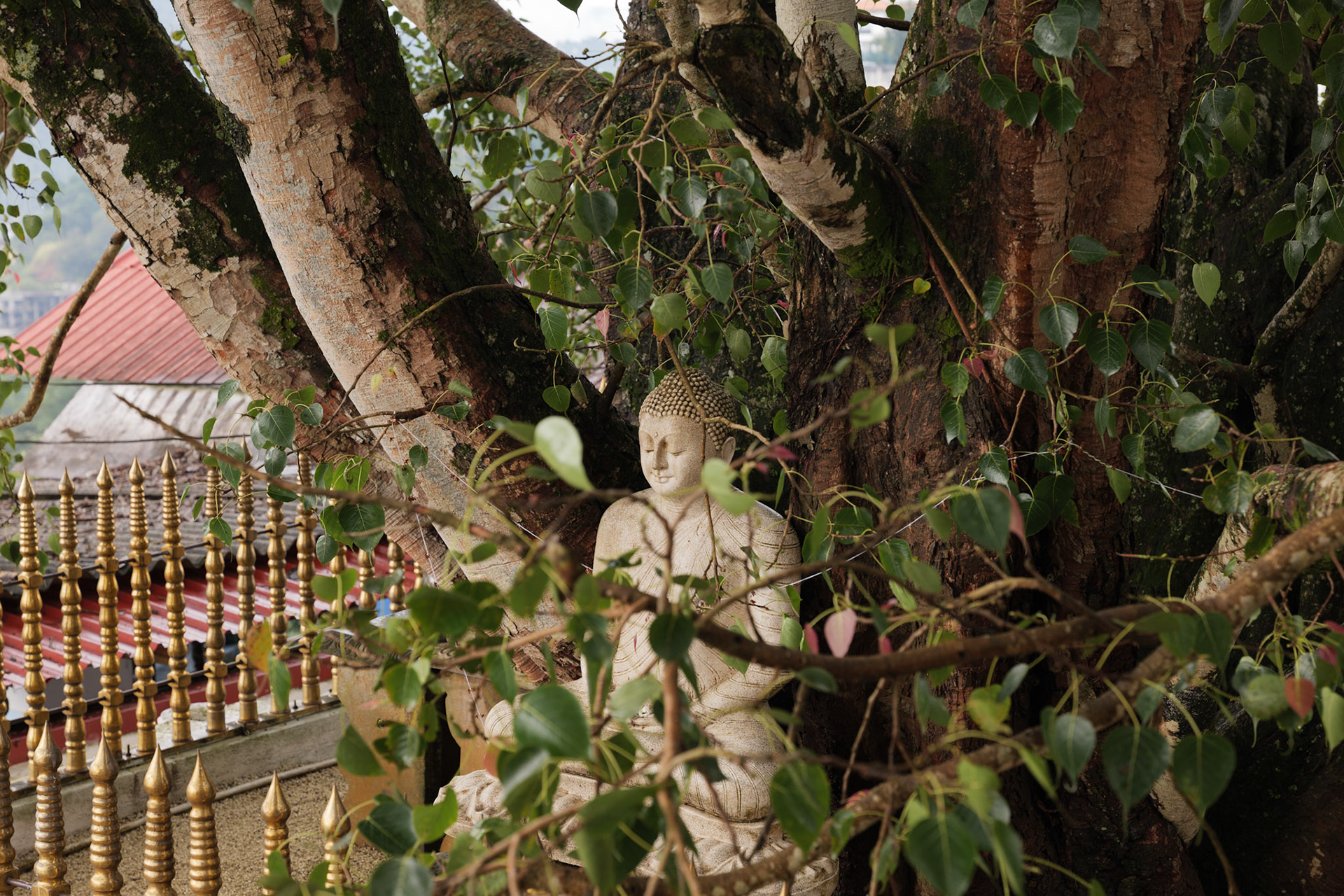 Buddha statue, Kandy