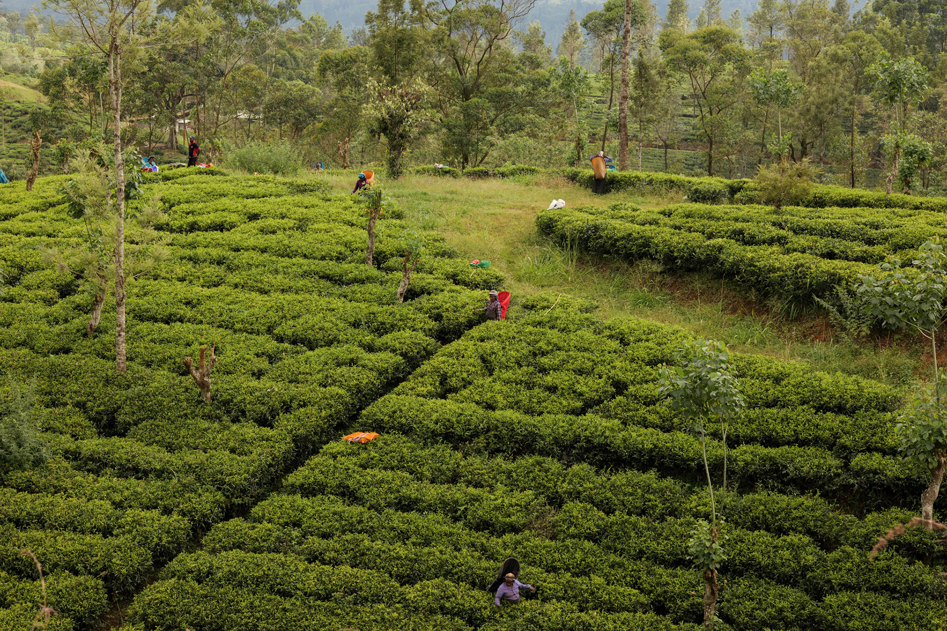 Tea plantation