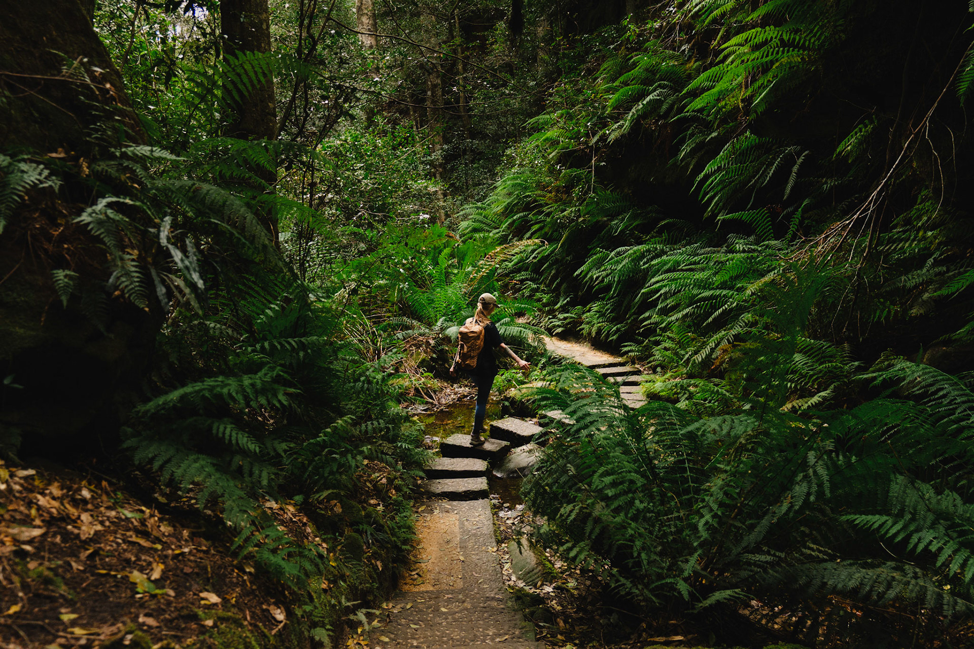 Grand Canyon track, Blue Mountains, NSW 01