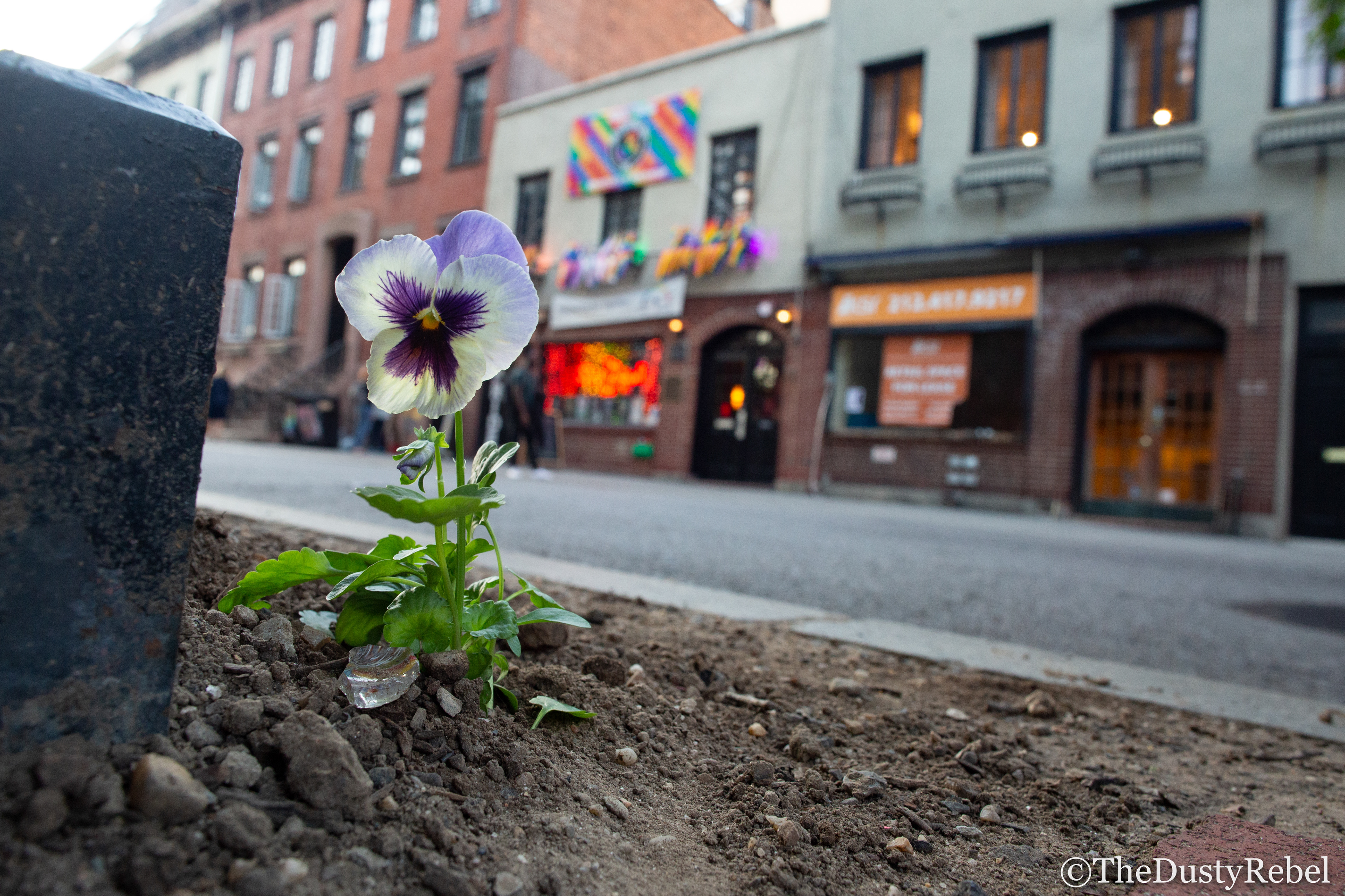 Paul Harfleet's Pansy Project across from The Stonewall in NYC (2019)