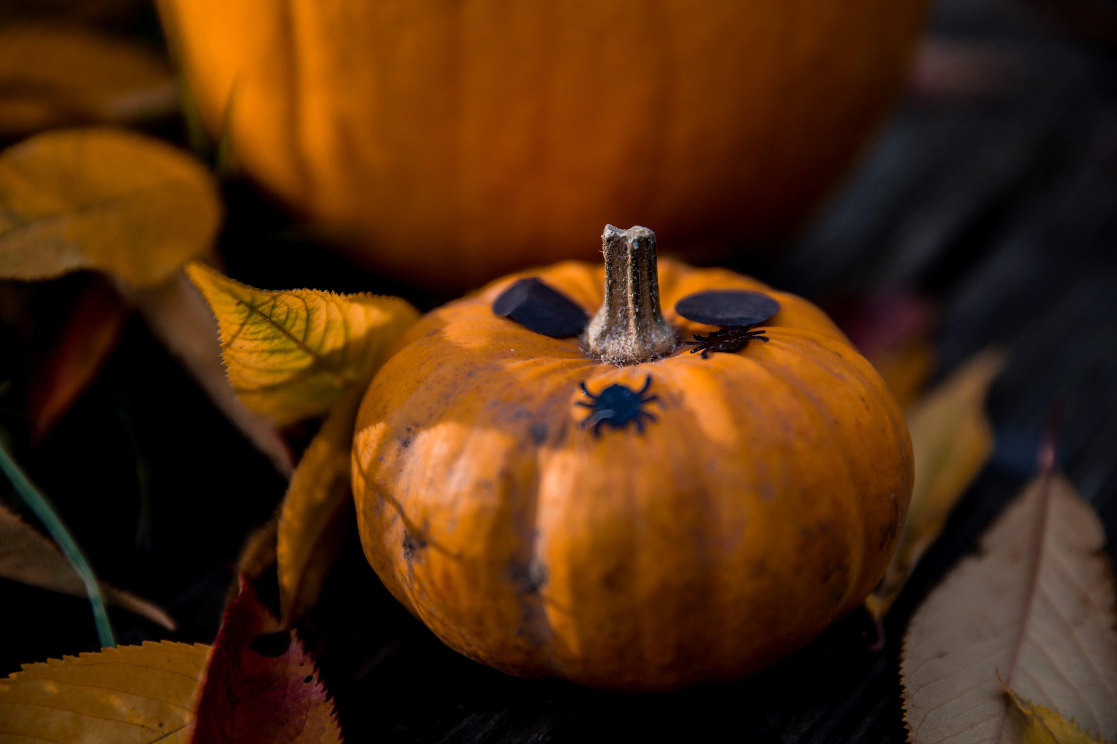 Anastasia Tasou Halloween Products