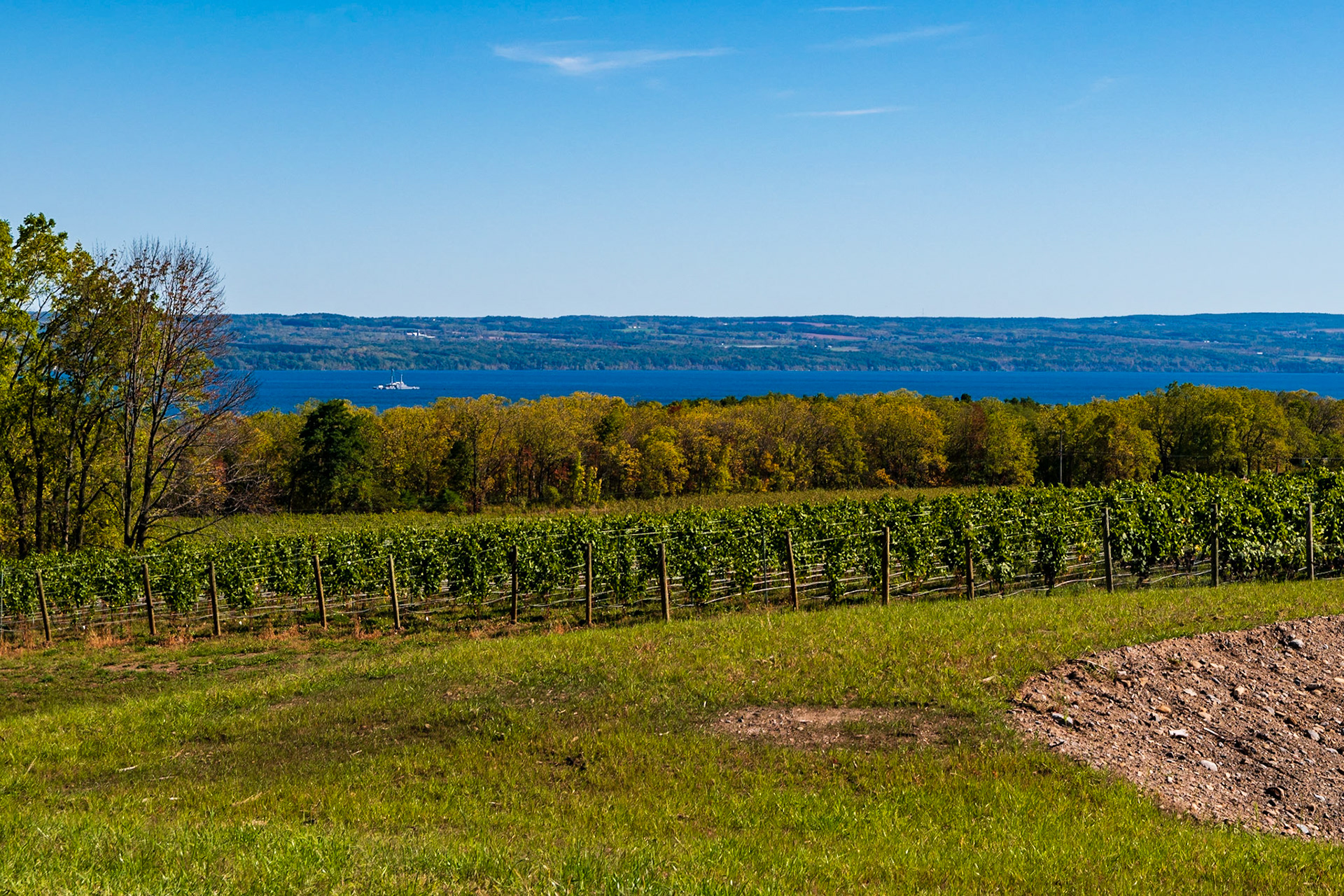 Fall Vineyards on Seneca Lake