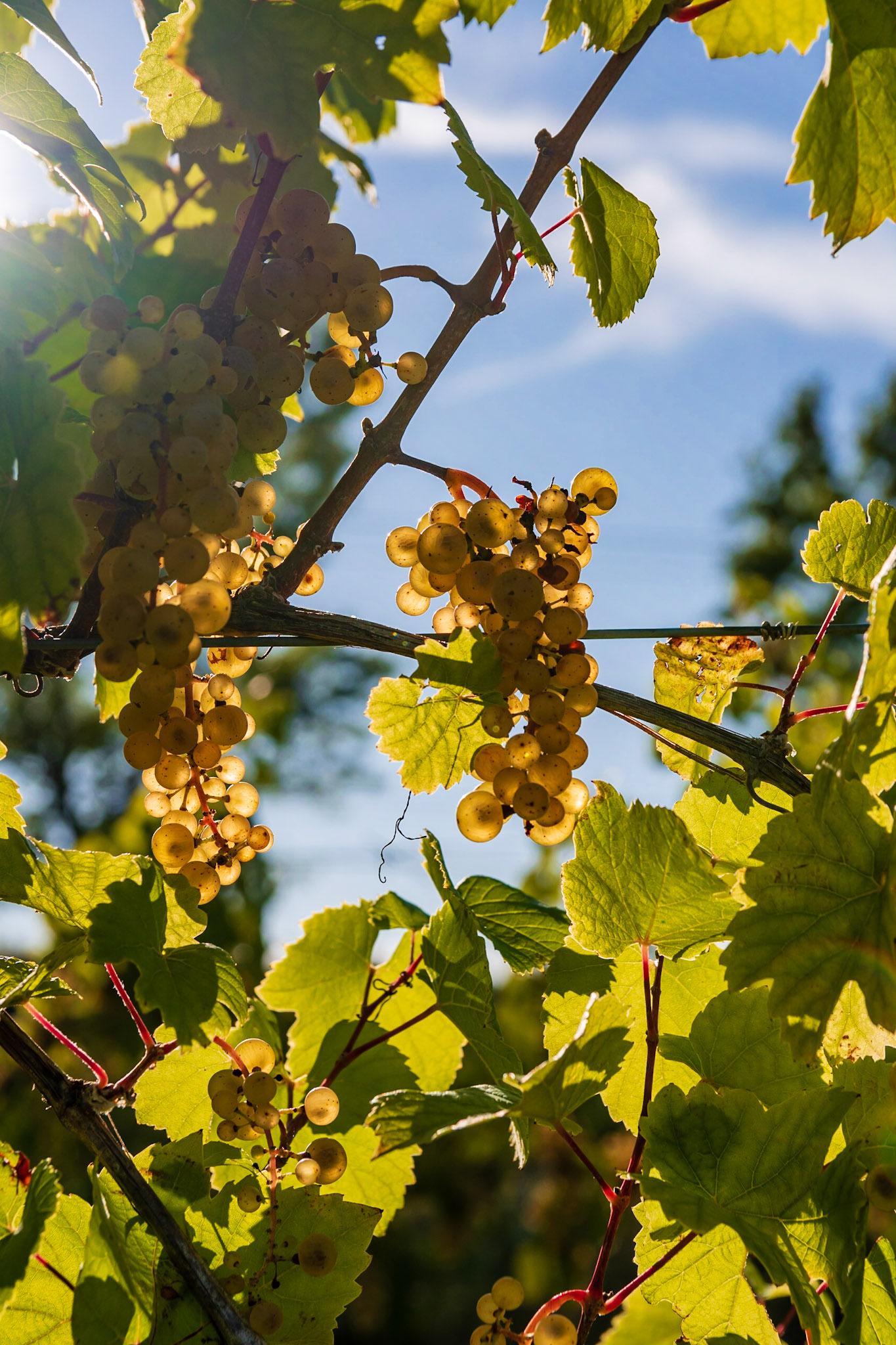 Grapes in the Late Autumn Sun