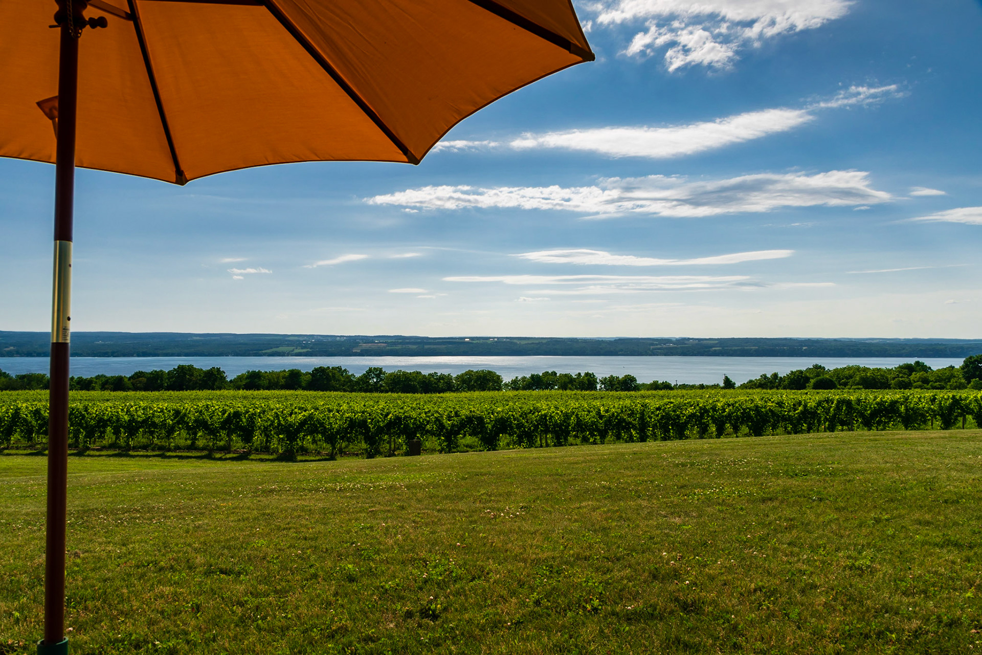 Vineyards on Seneca Lake in the summer