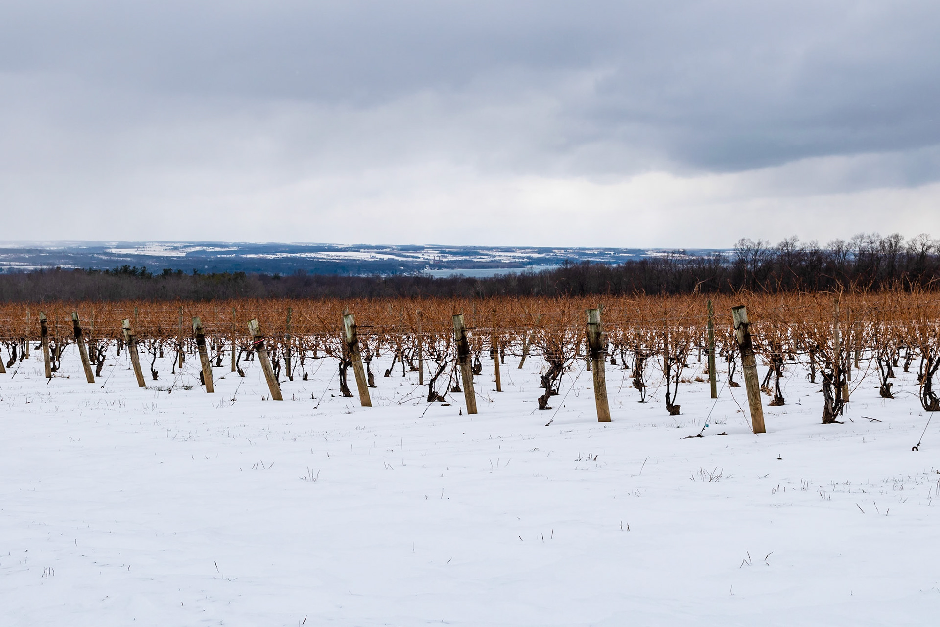 Snow covered vineyards on Seneca Lake