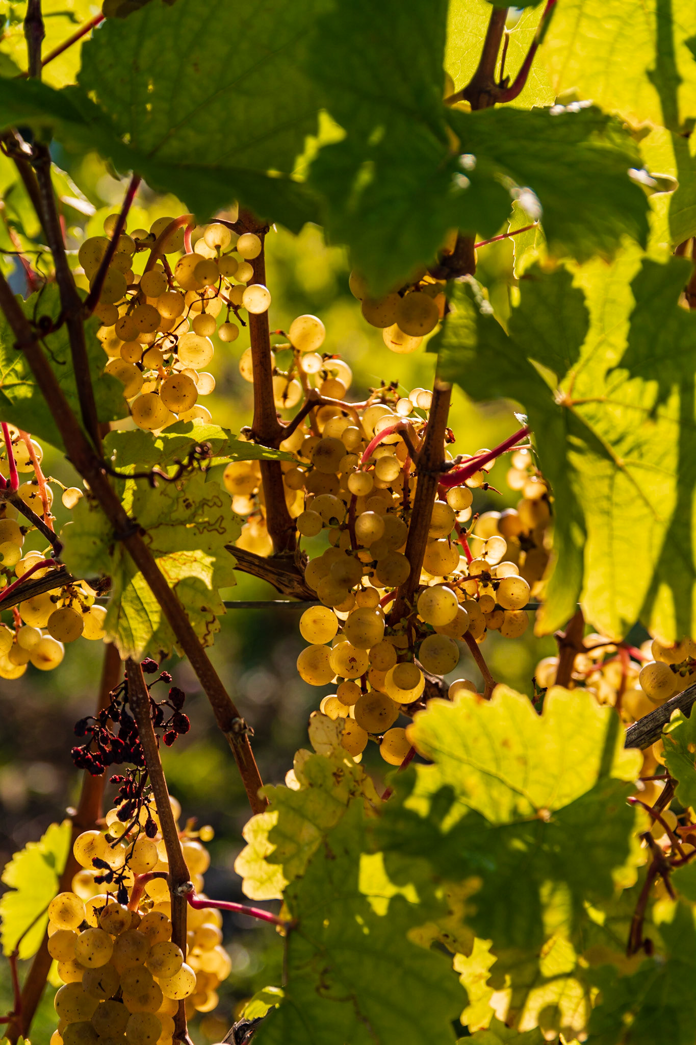 Grapes in the Late Autumn Sun
