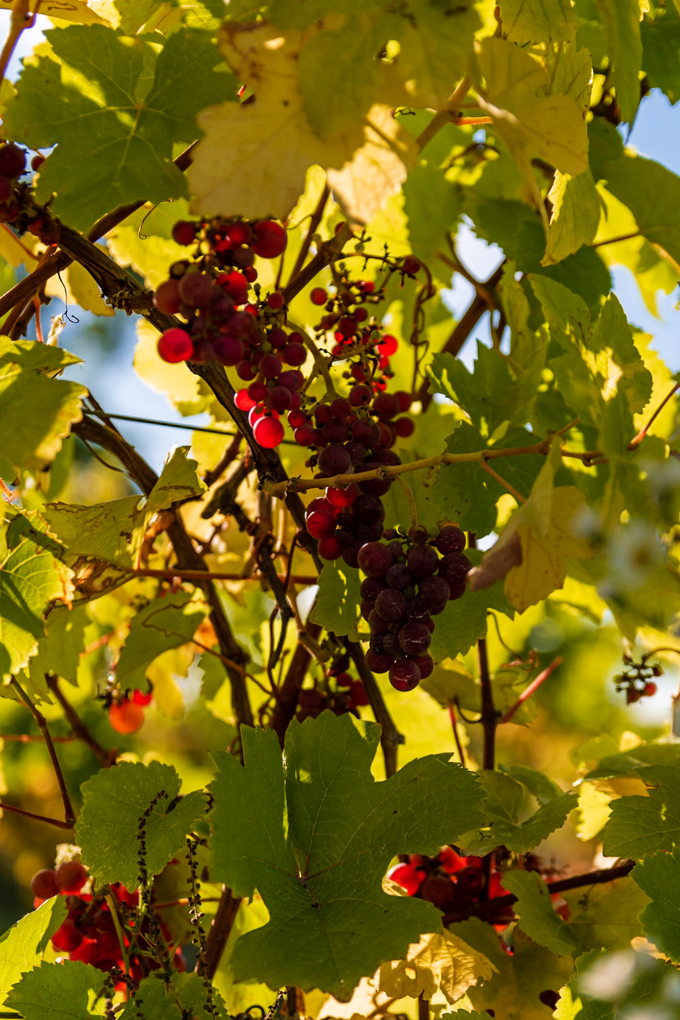 Grapes in the Late Autumn Sun