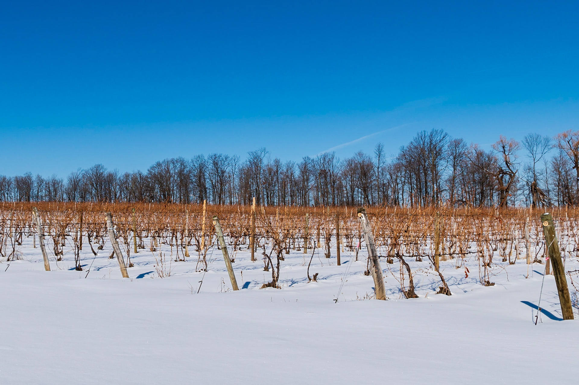 Snowy Vineyards on Cayuga Lake