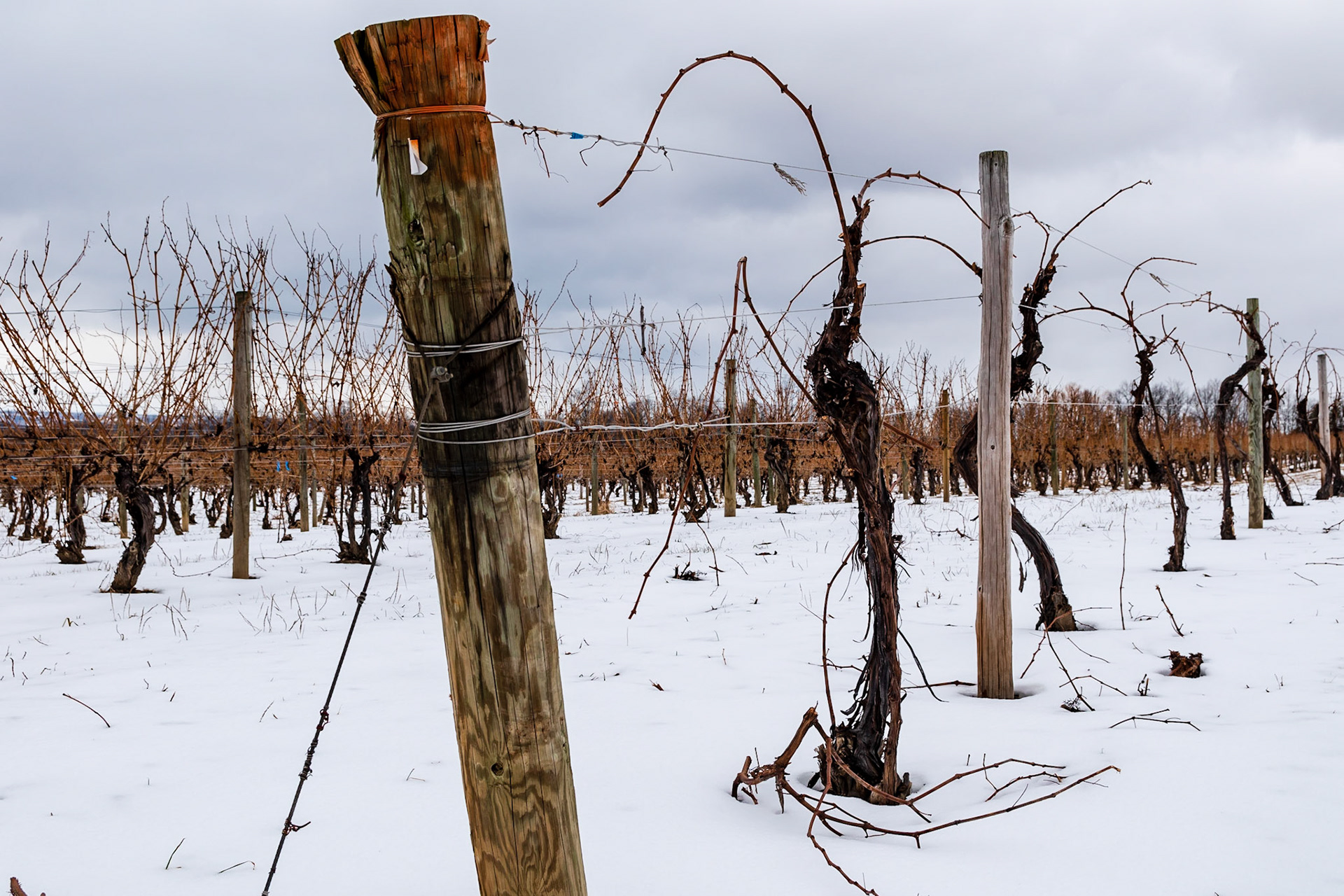 Snow covered vineyard on Seneca Lake