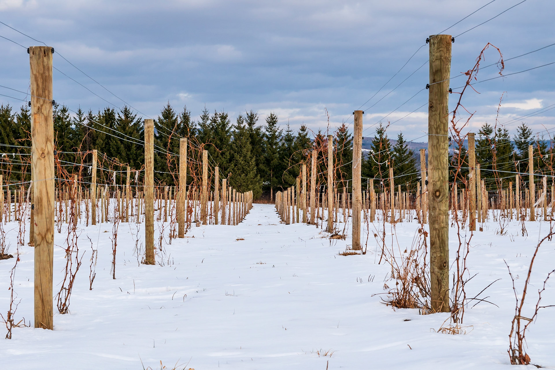 Young Vineyards in the Snow on Seneca Lake