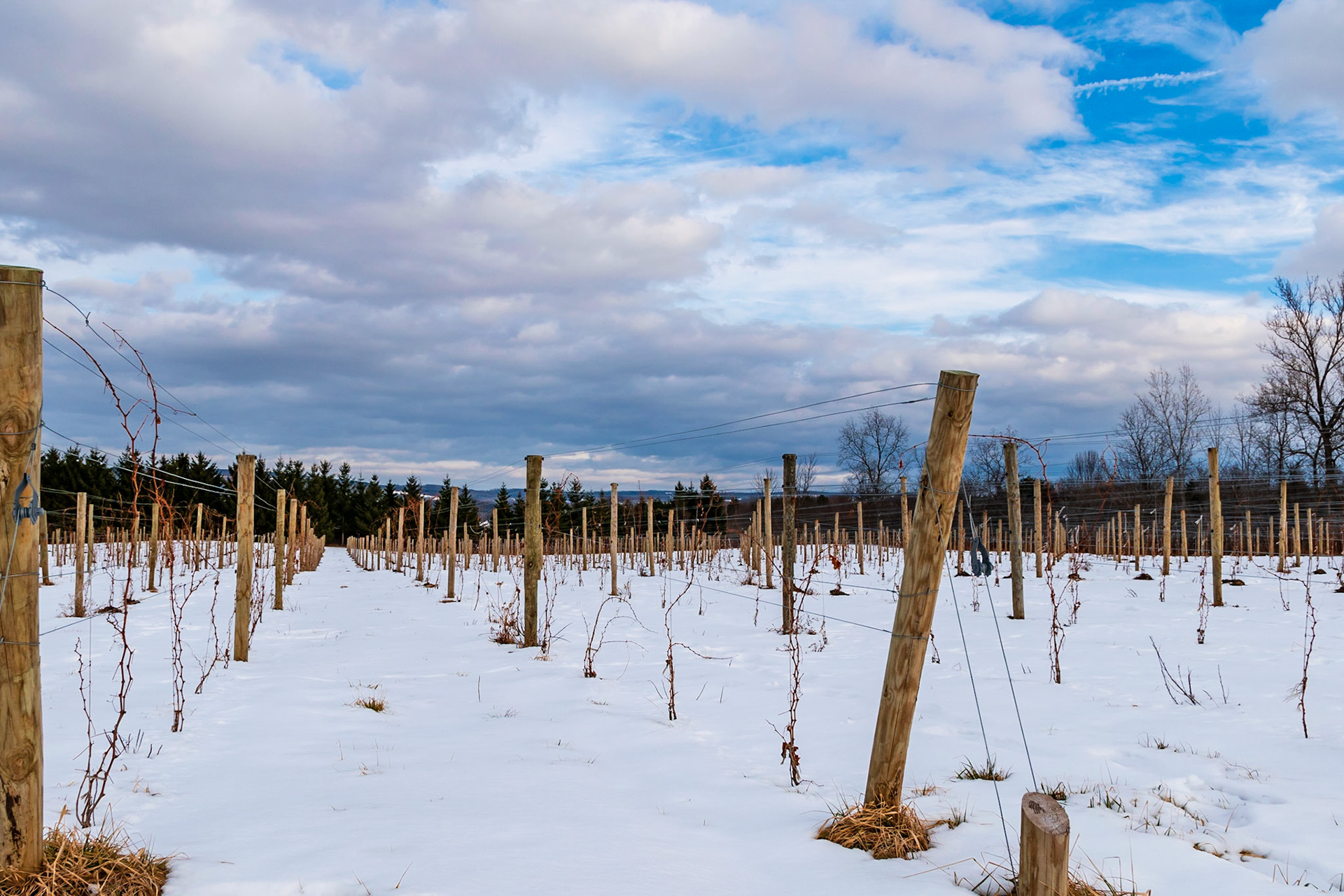 Young Vineyards in the Snow on Seneca Lake