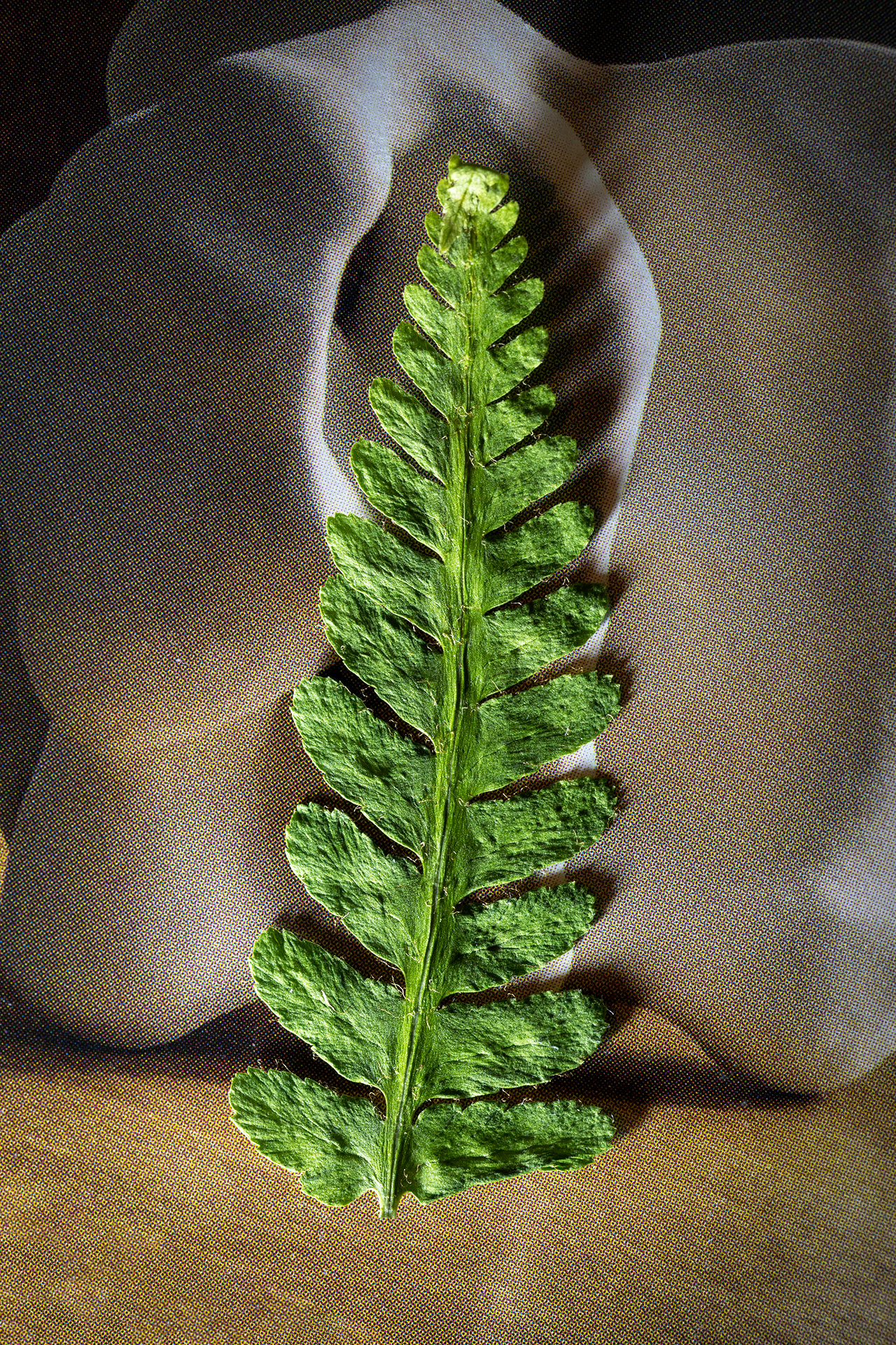 Ensjön, Norrköping 2024