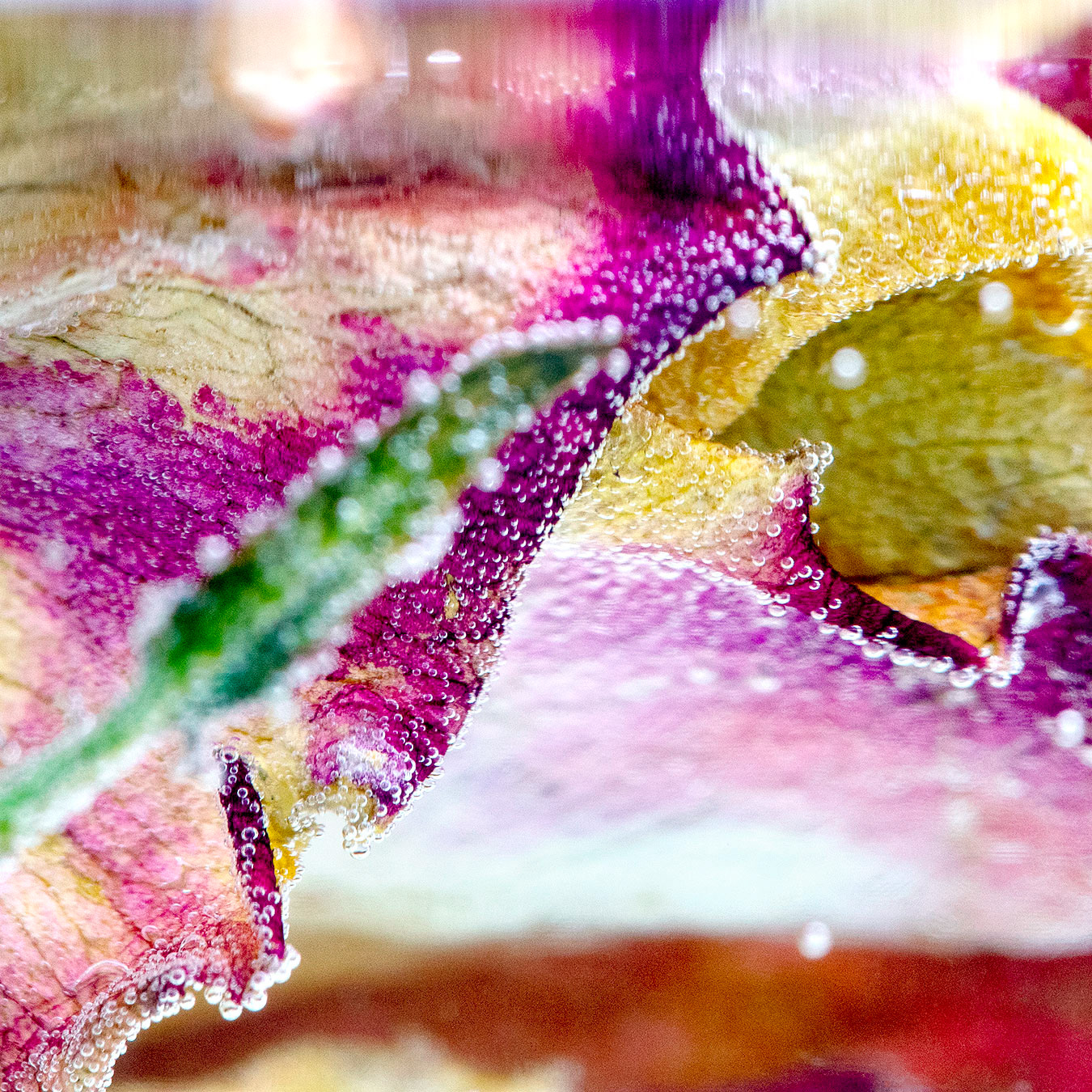 Ensjön, Norrköping 2021