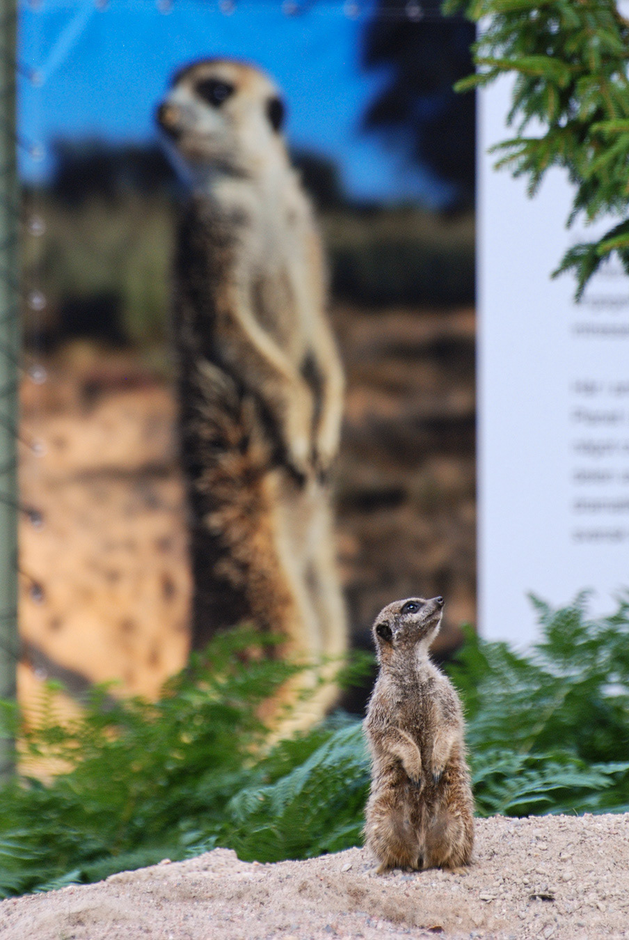 Kolmårdens djurpark 2011