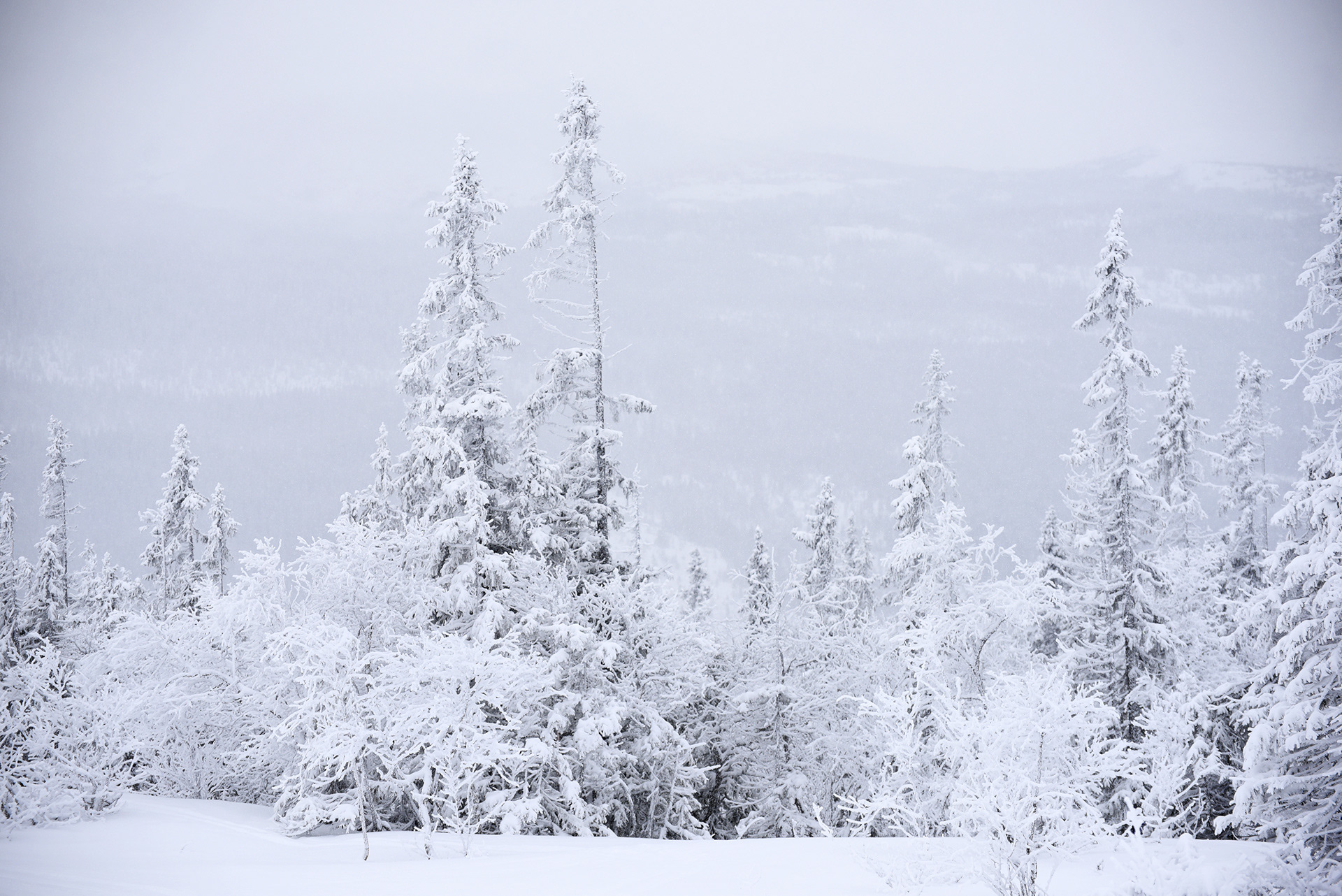 Tegefjäll 2017