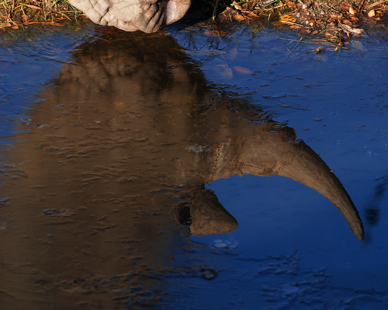 Kolmårdens djurpark 2010