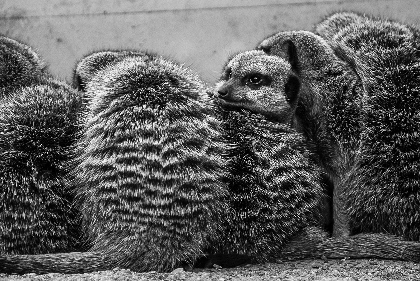 Kolmårdens djurpark 2010