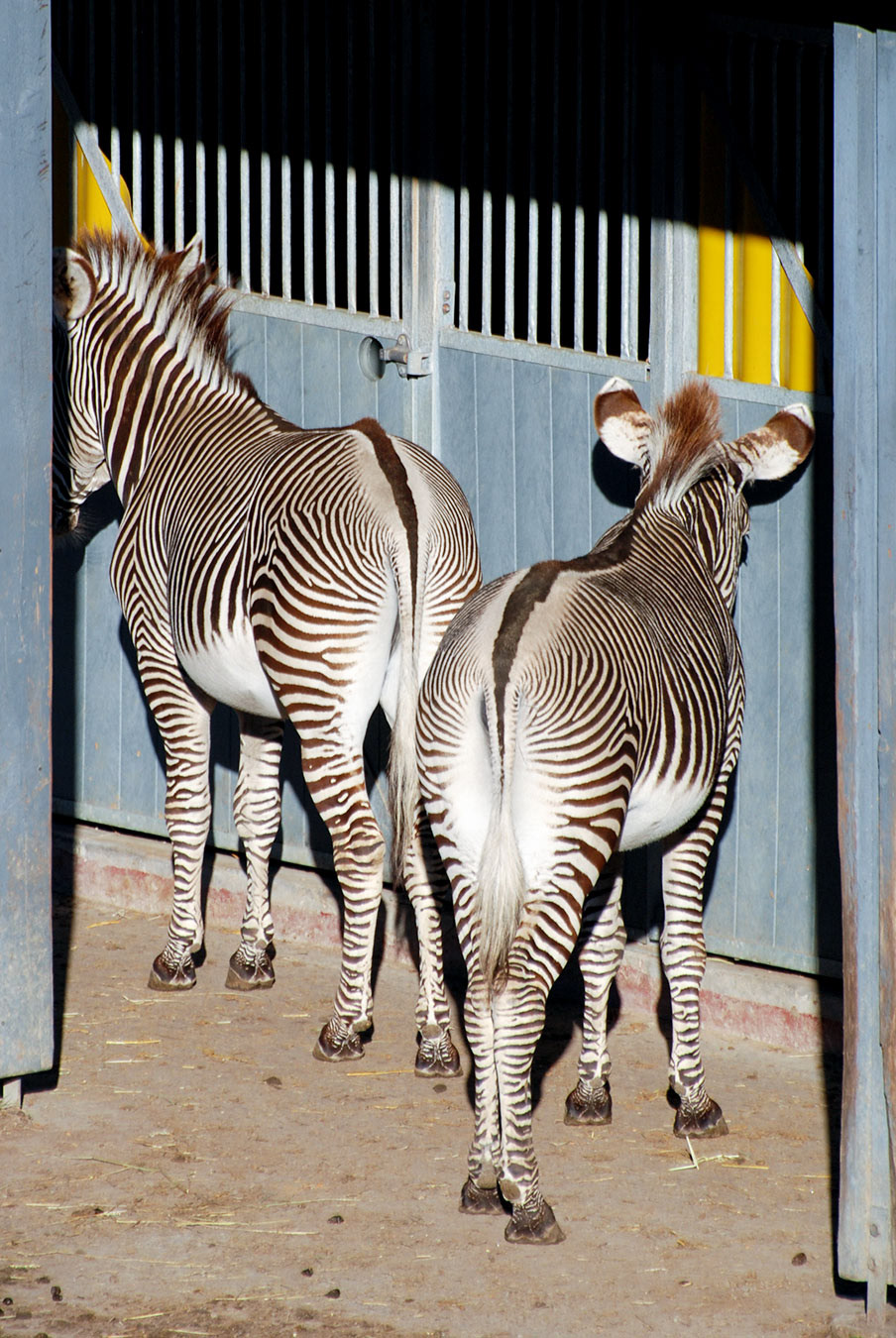 Kolmårdens djurpark 2010
