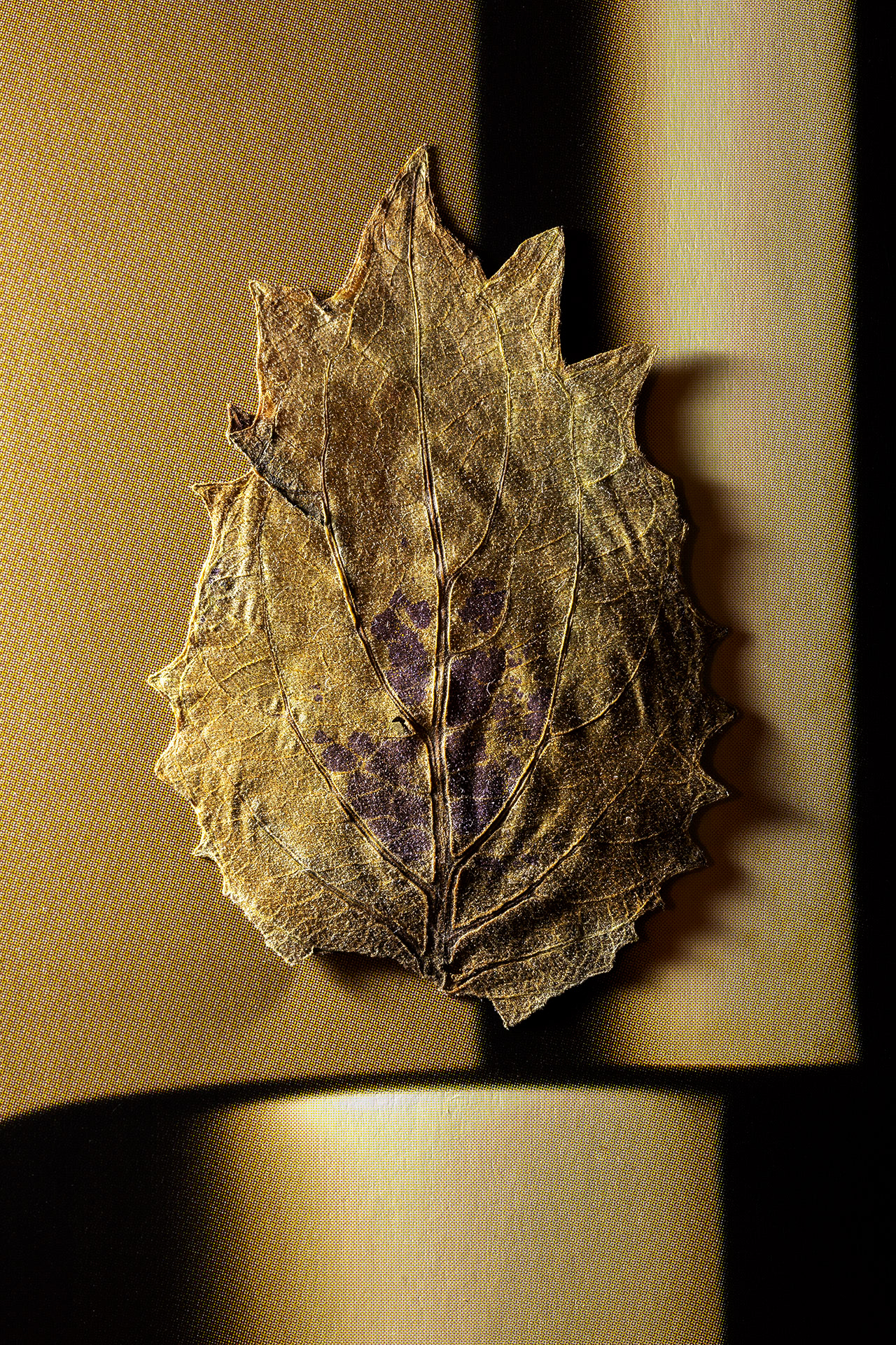 Ensjön, Norrköping 2024