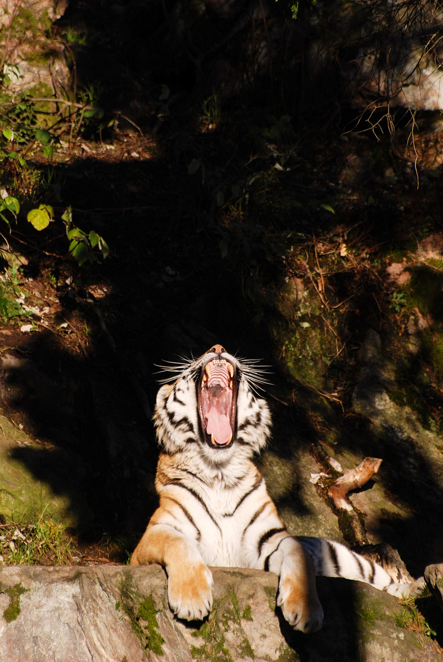 Kolmårdens djurpark 2010