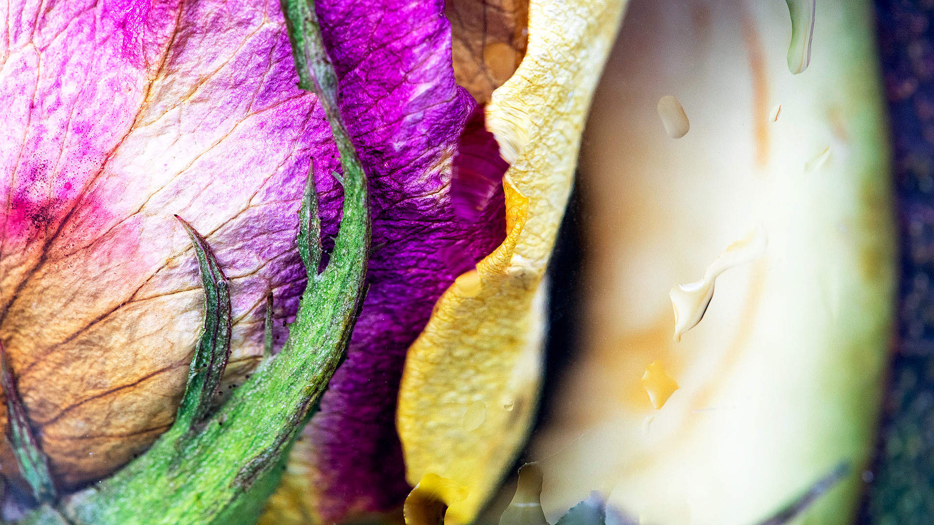 Ensjön, Norrköping 2021