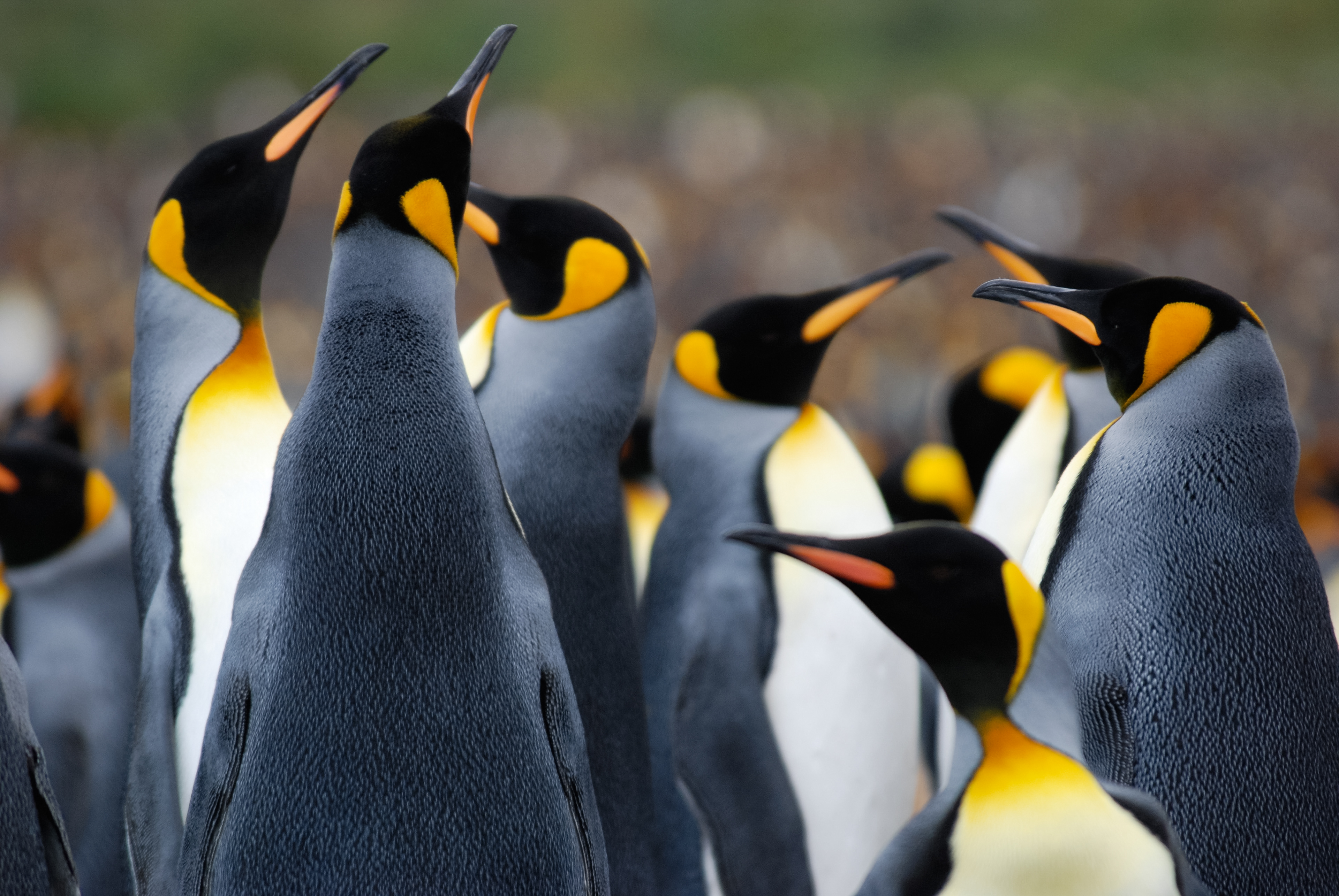 King Penguin (Aptenodytes patagonicus), Gold Harbour, South Georgia