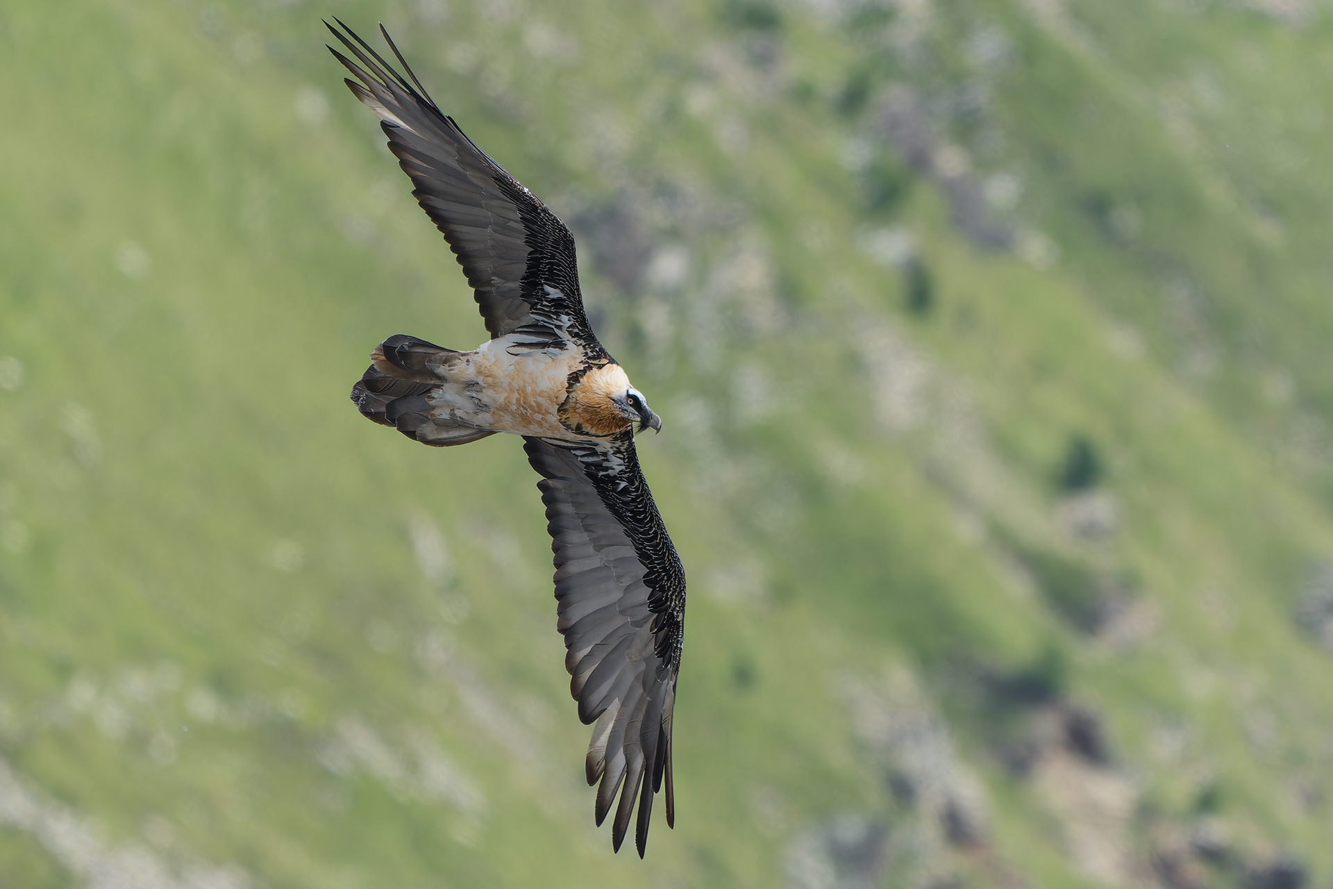 Gipeto (Gypaetus barbatus)