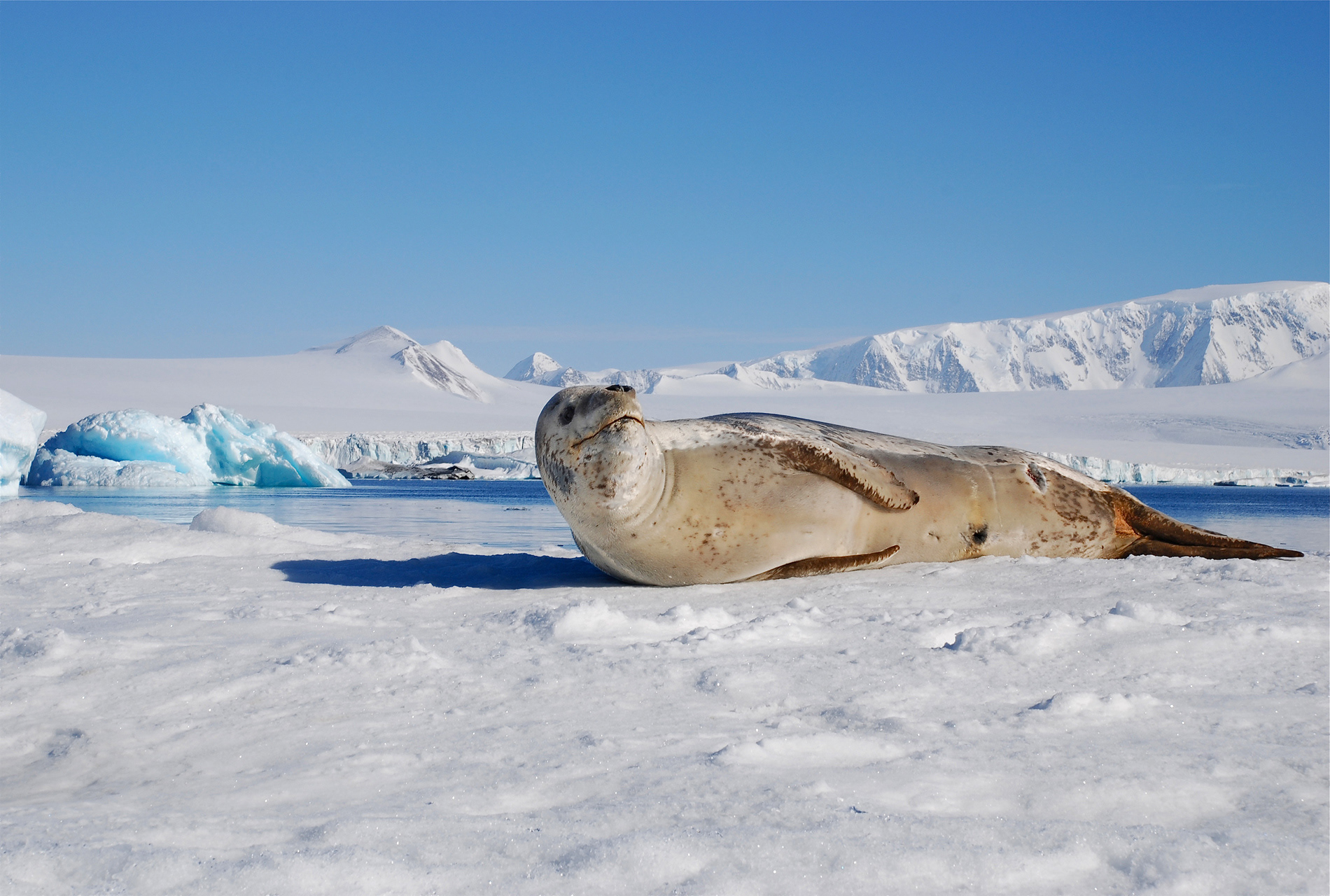 Foca leopardo (Hydrurga leptonyx), Brown Bluff, Antarctic Peninsula