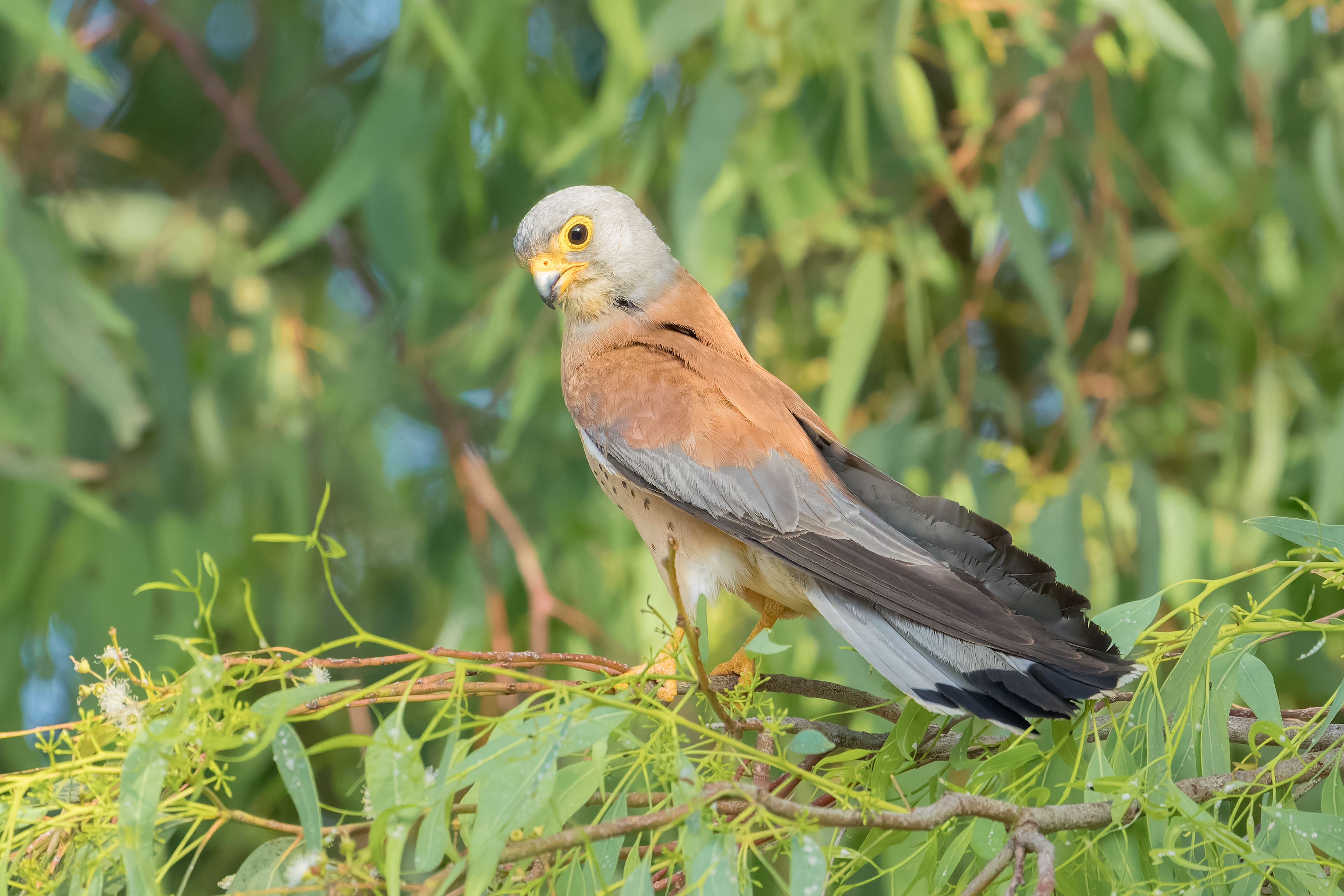 Grillaio (Falco naumanni)