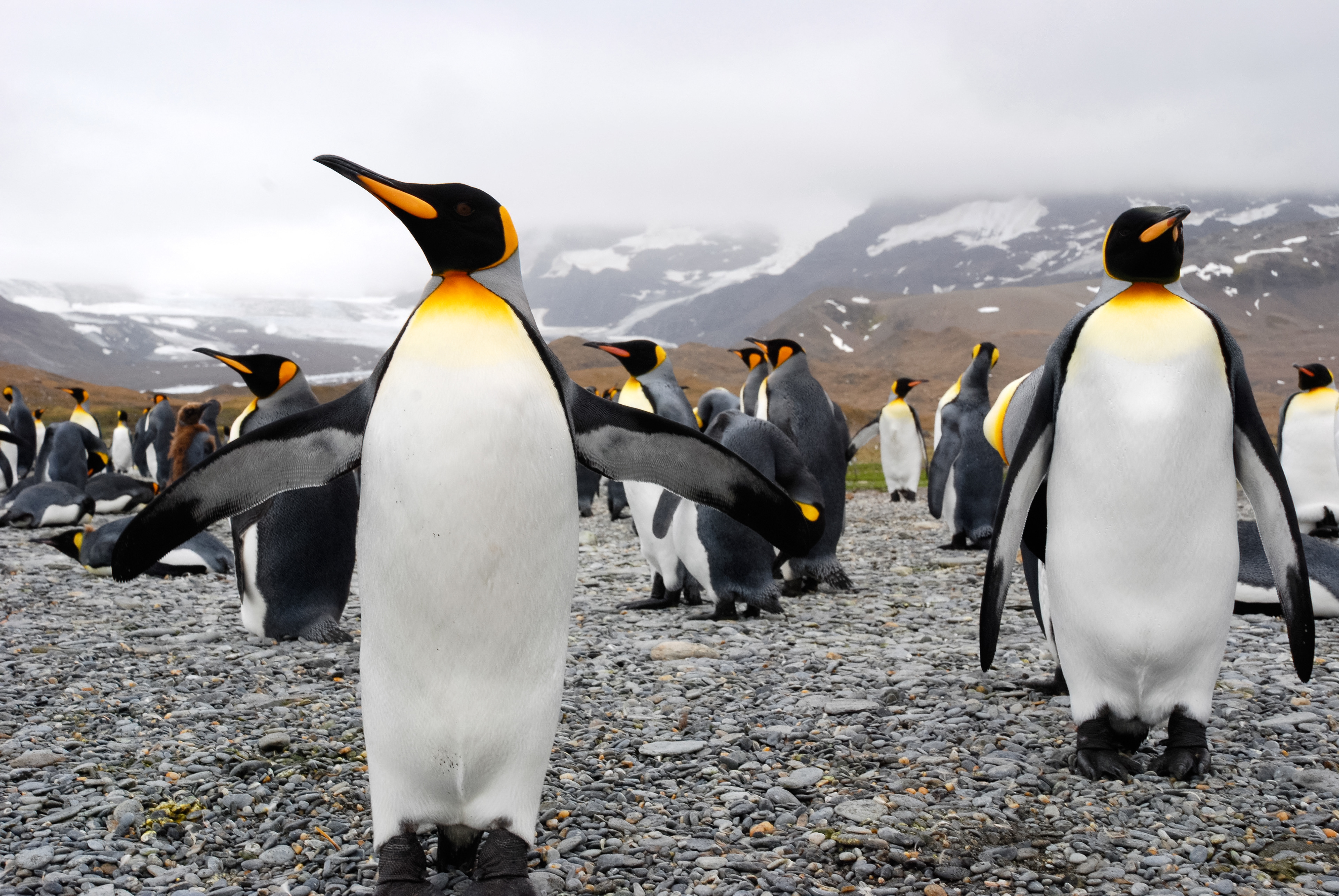 King Penguin (Aptenodytes patagonicus), St. Andrew Bay, South Georgia