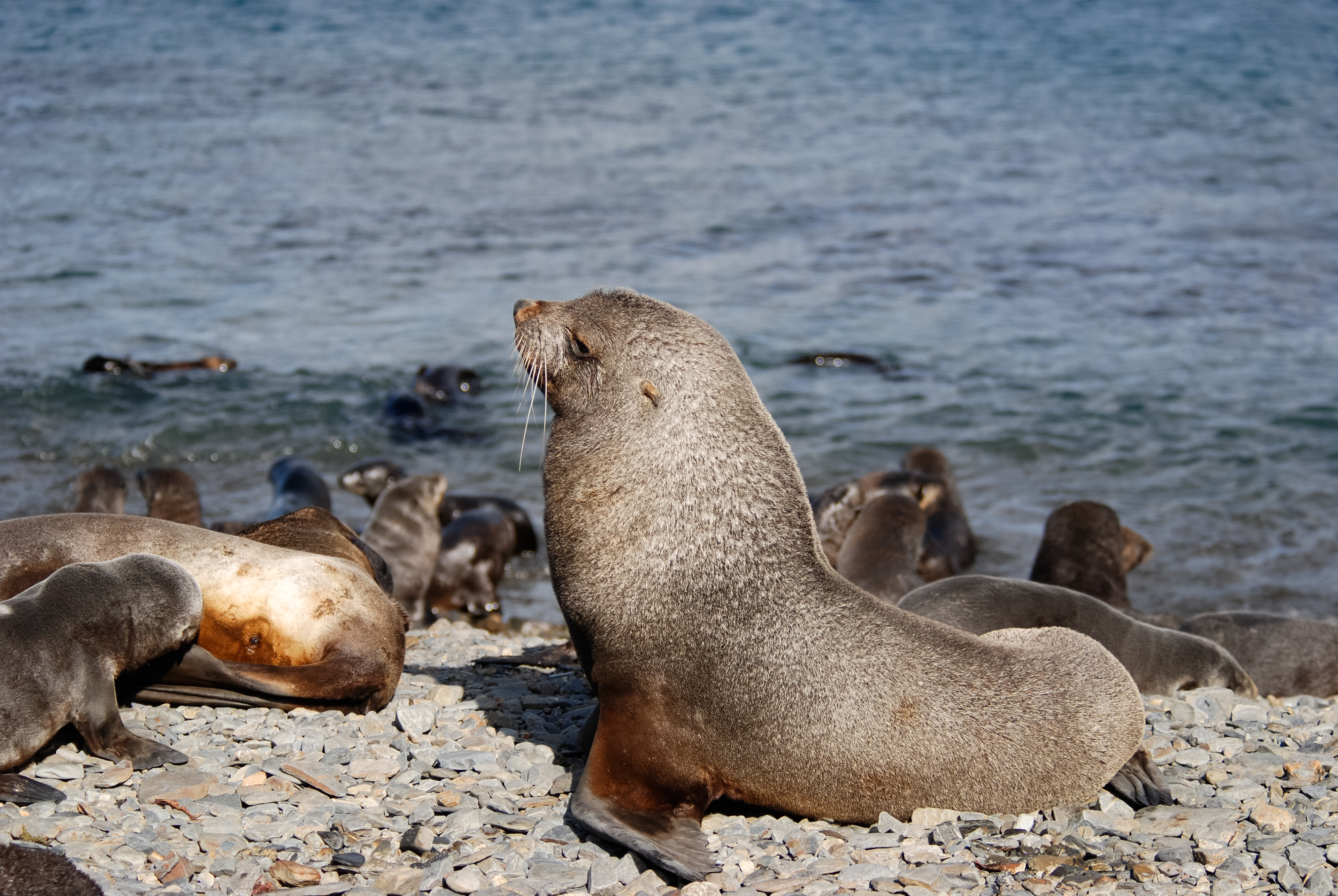 Otaria orsina antartica (Arctocephalus gazella), Stromness, South Georgia