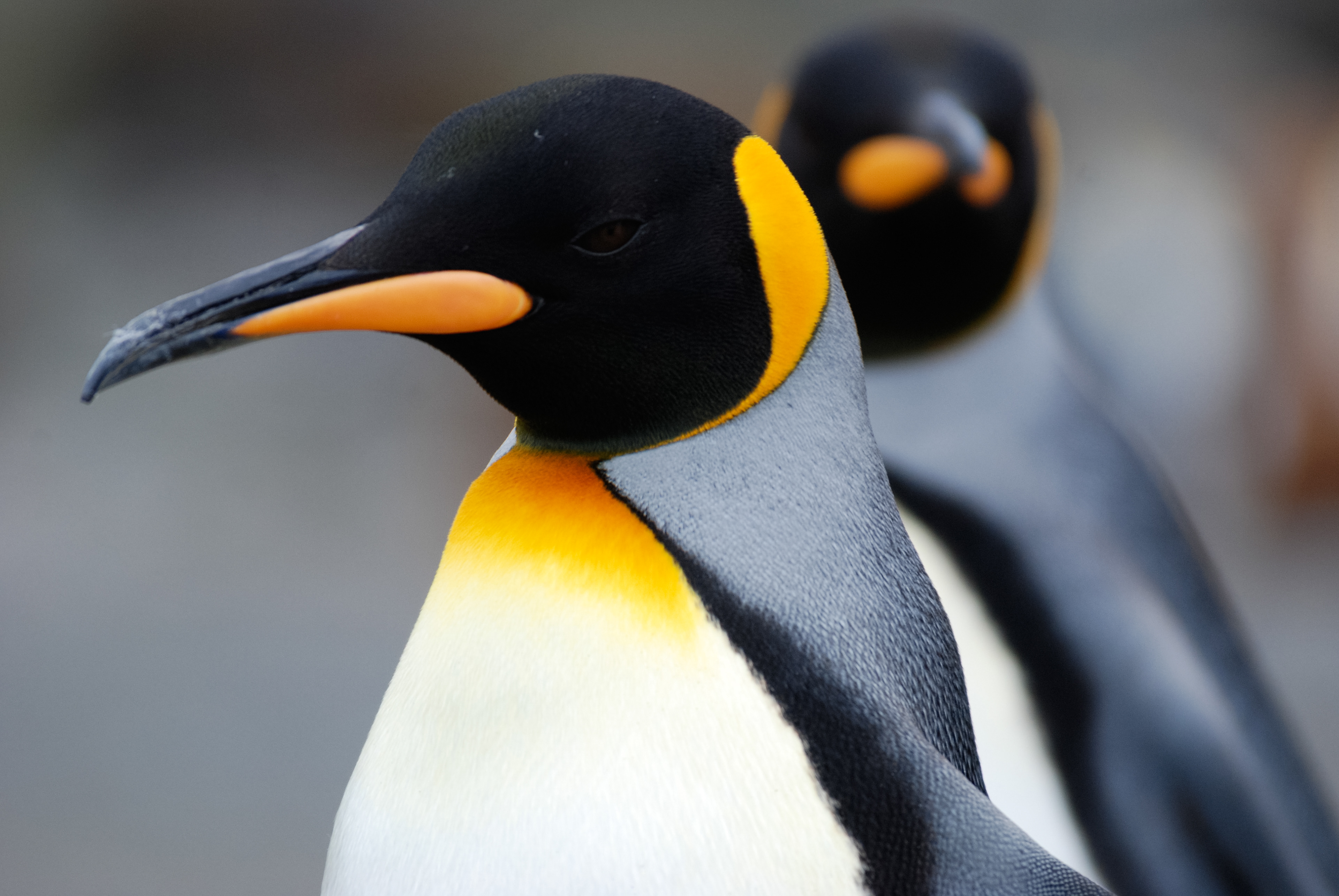King Penguin (Aptenodytes patagonicus), Gold Harbour, South Georgia