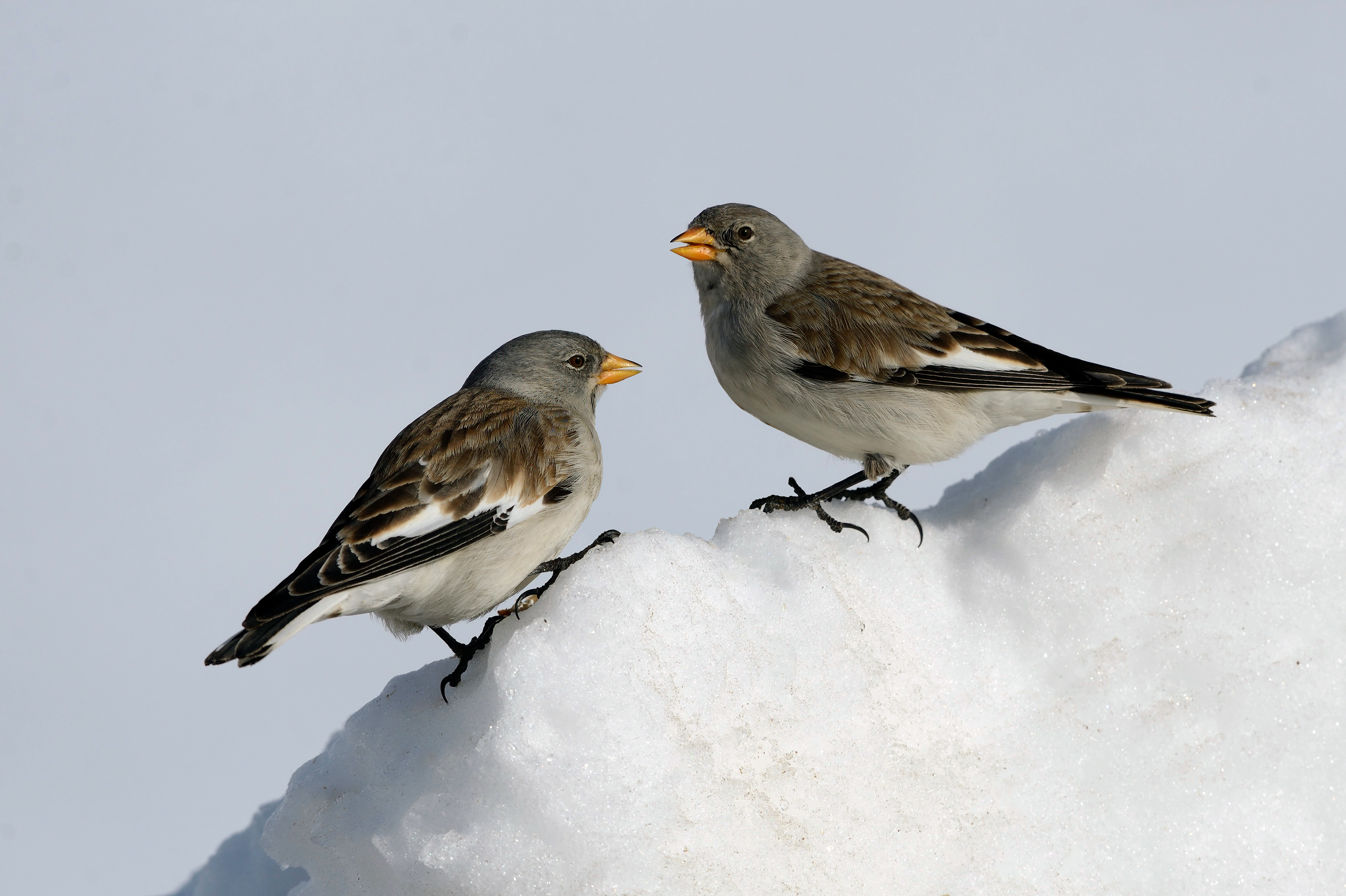 Fringuello alpino (Montifringilla nivalis)