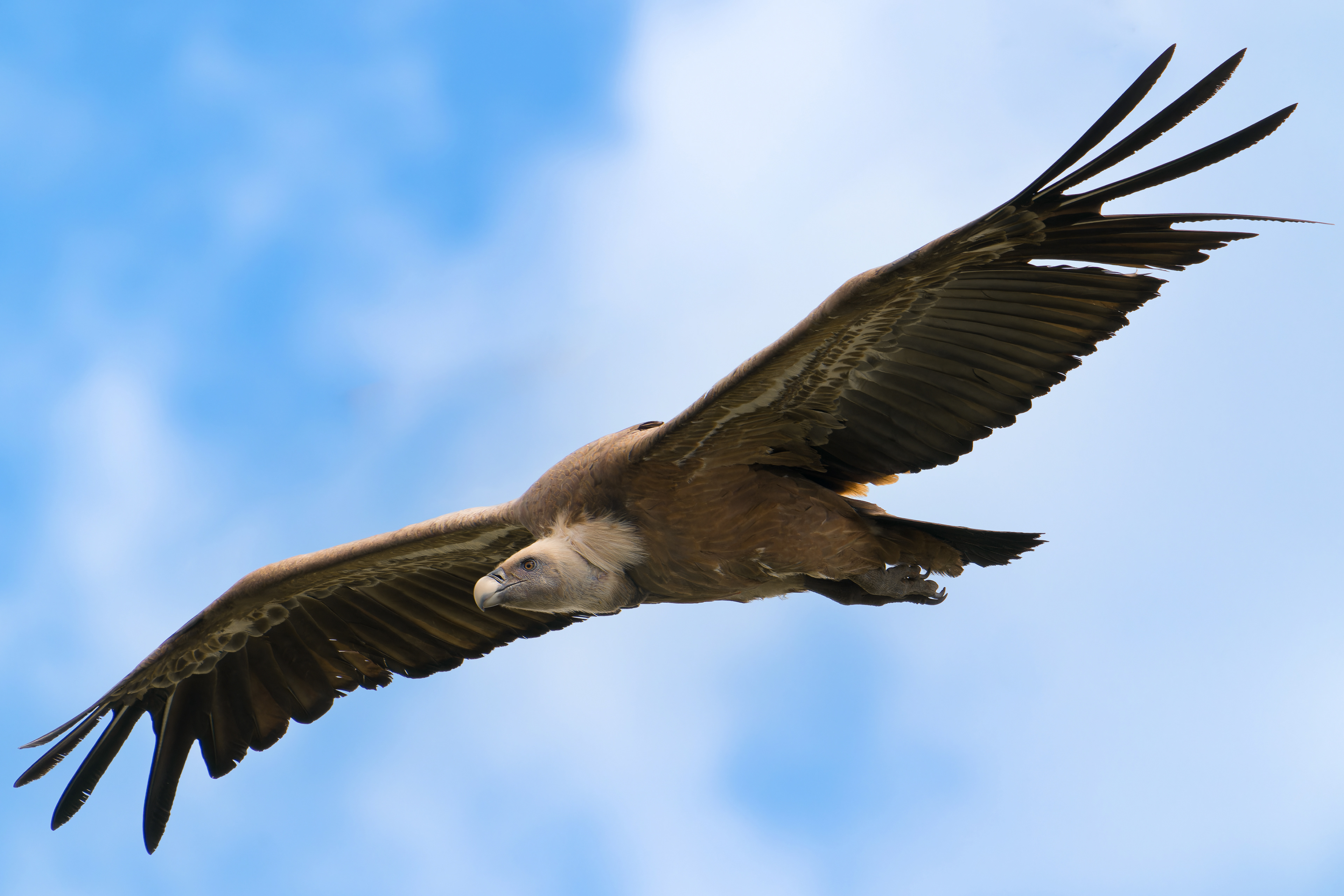 Grifone (Gyps fulvus)