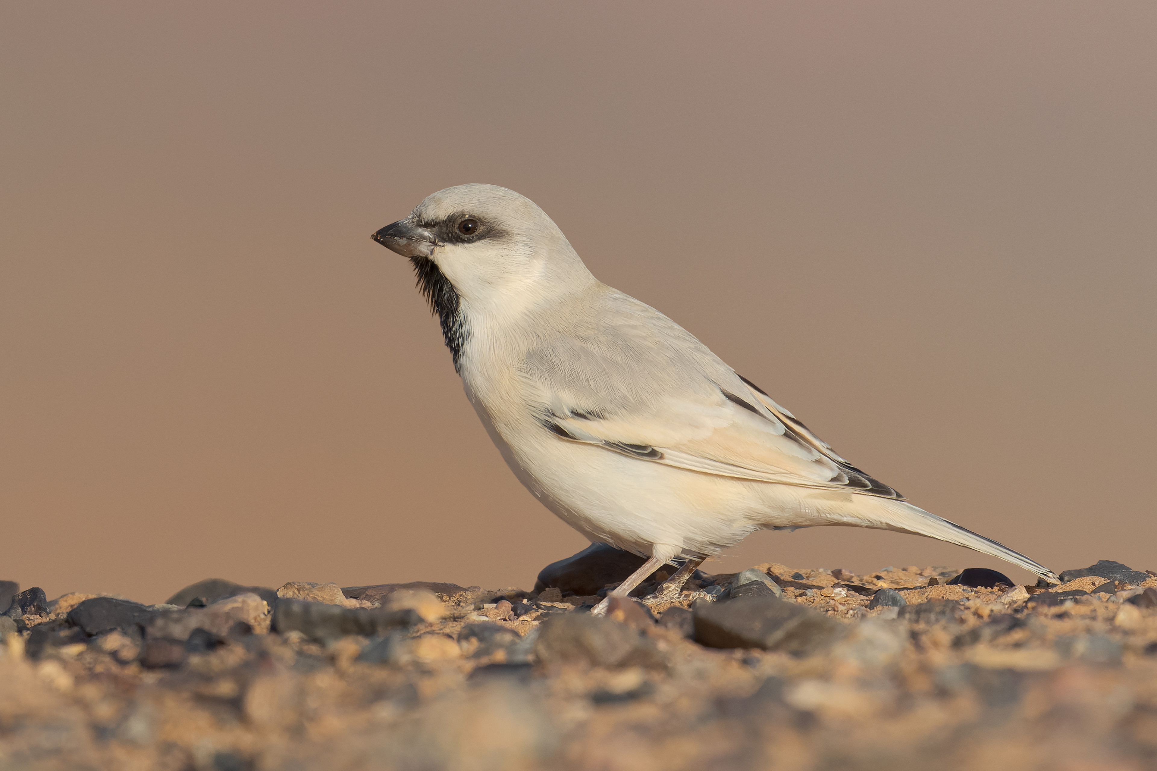 Passero del deserto (Passer simplex)
