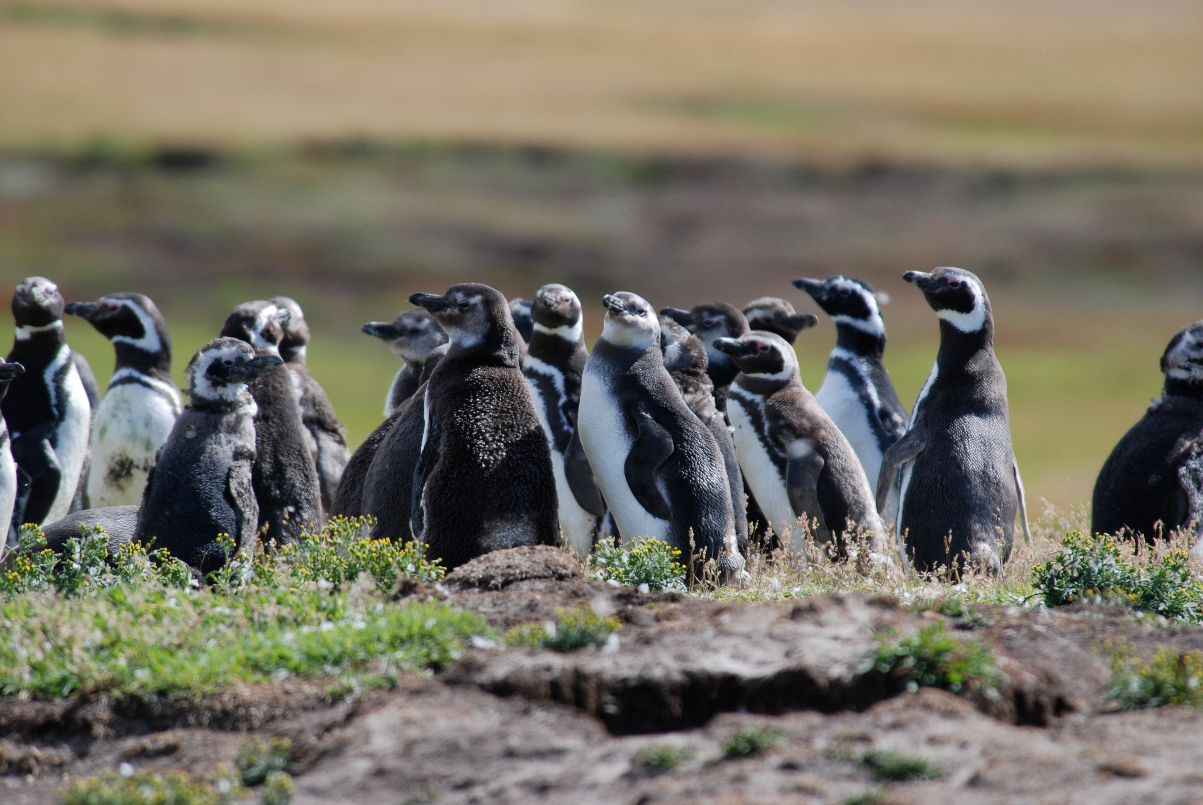 Magellanic Penguin (Spheniscus magellanicus), Carcass Island, Falkland Islands