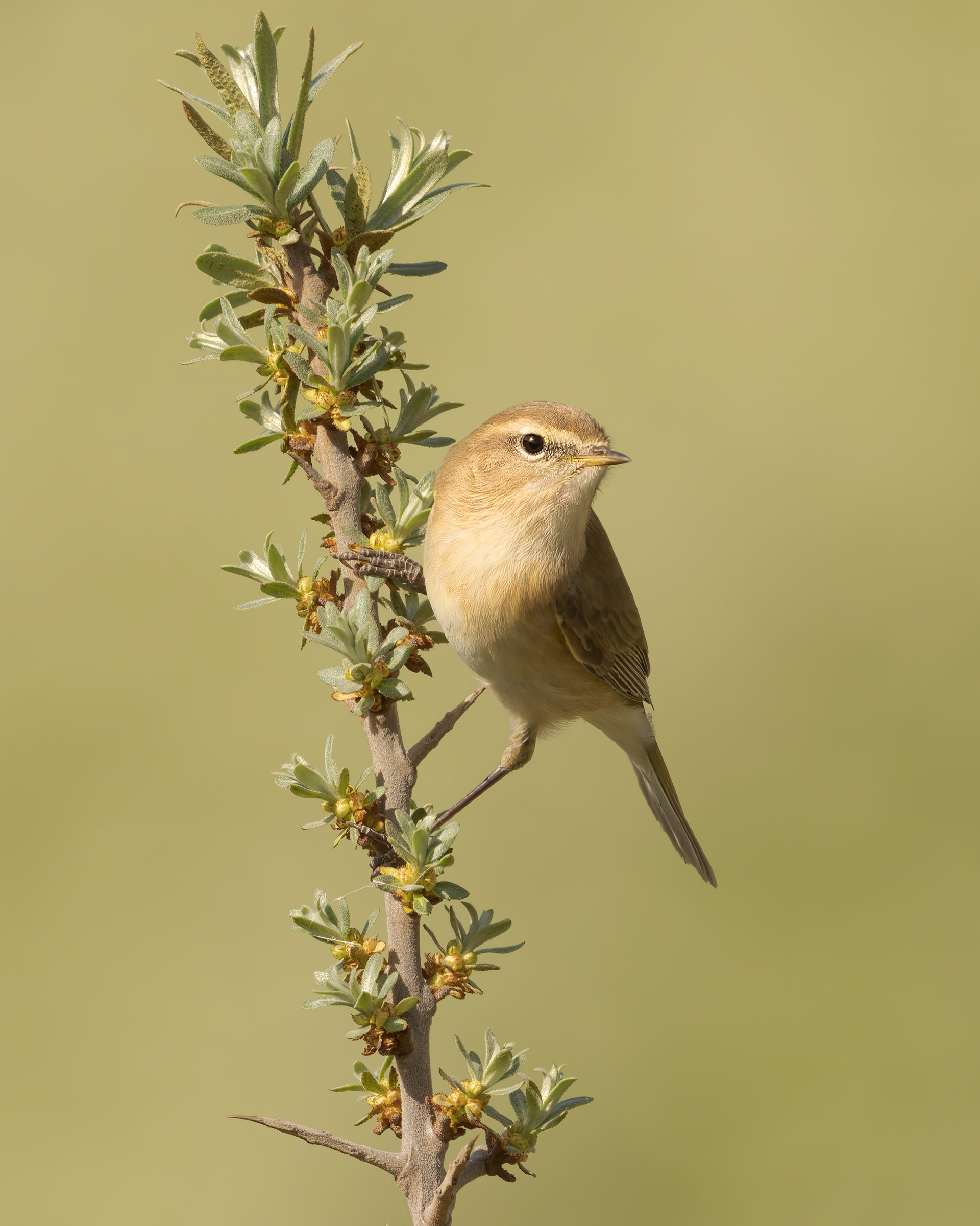 Luì piccolo orientale (Phylloscopus sindianus)