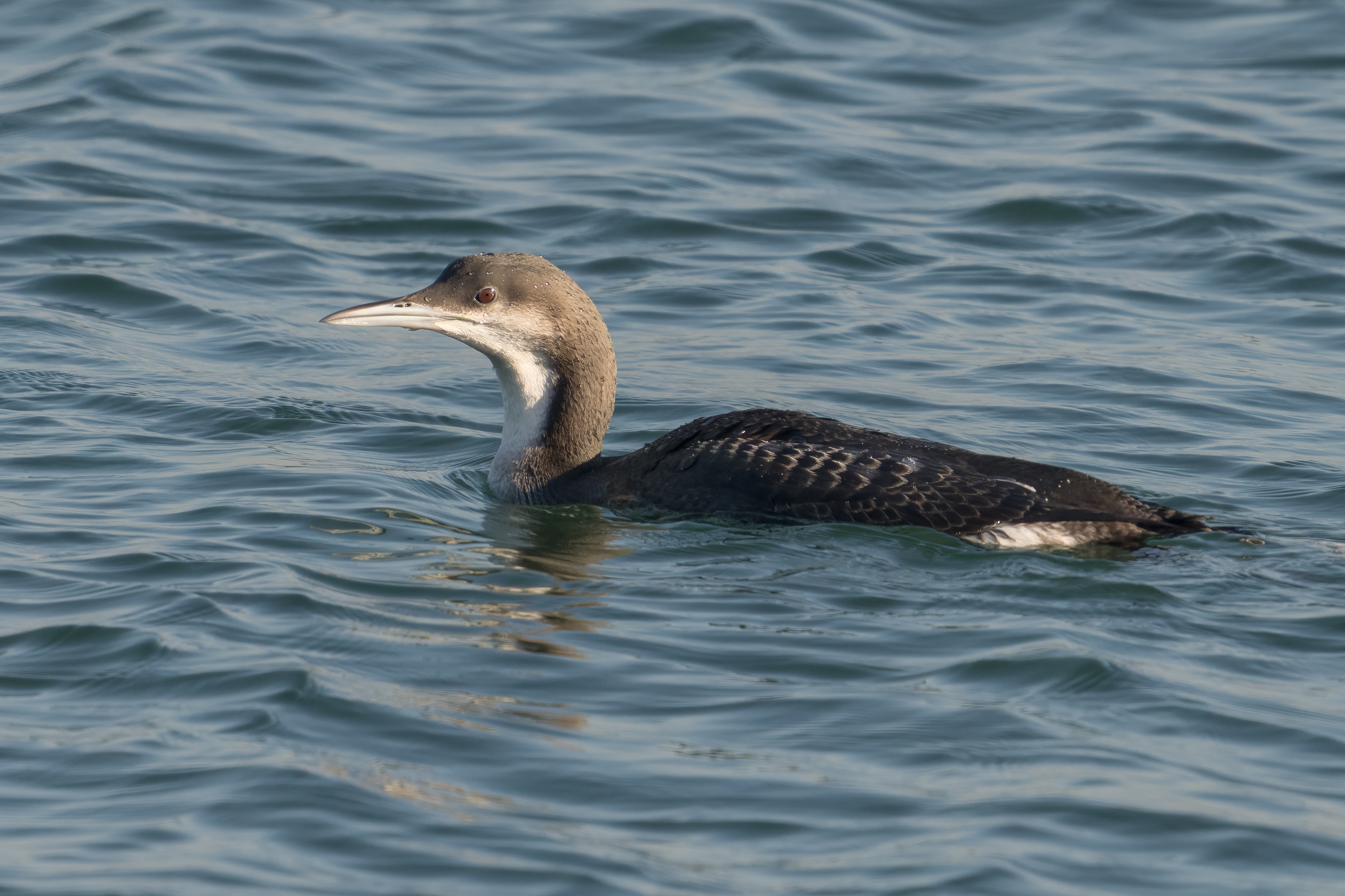 Strolaga mezzana (Gavia arctica)