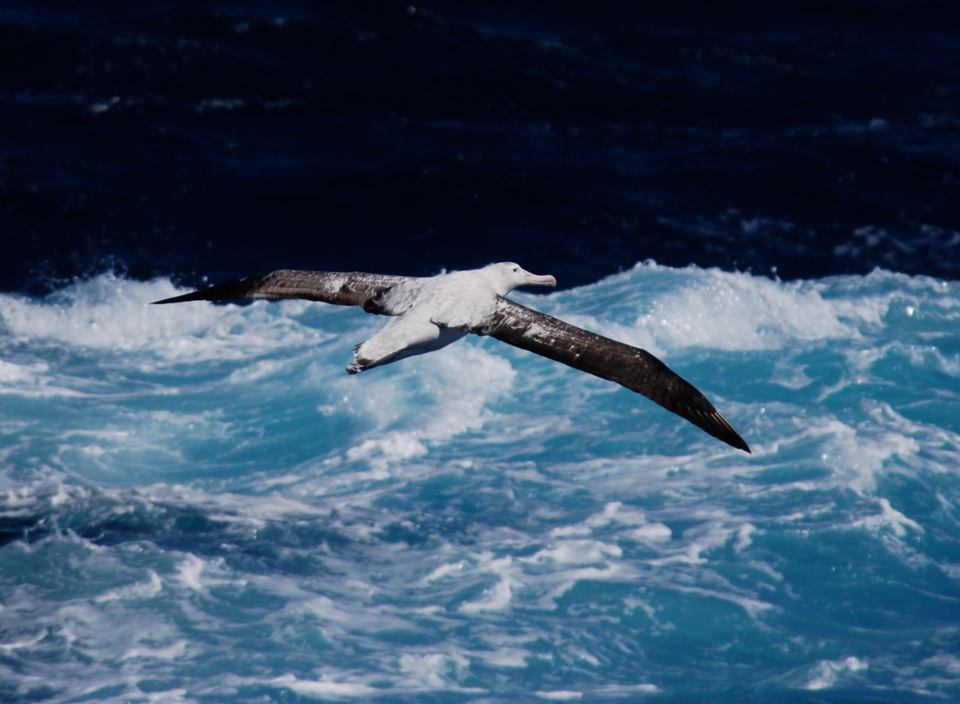 Albatro urlatore atlantico (Diomedea exulans), Scotia Sea