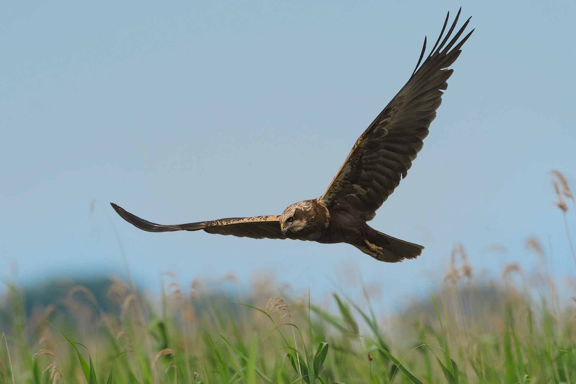 Falco di palude (Circus aeruginosus)
